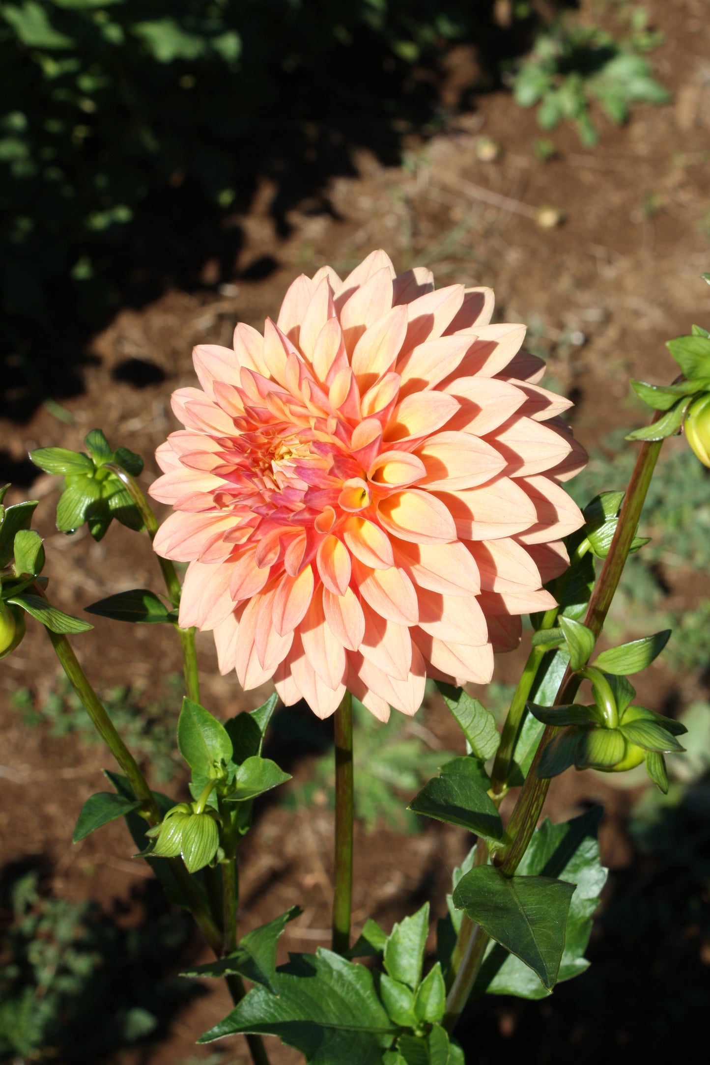 Sebastian Dahlia Tuber