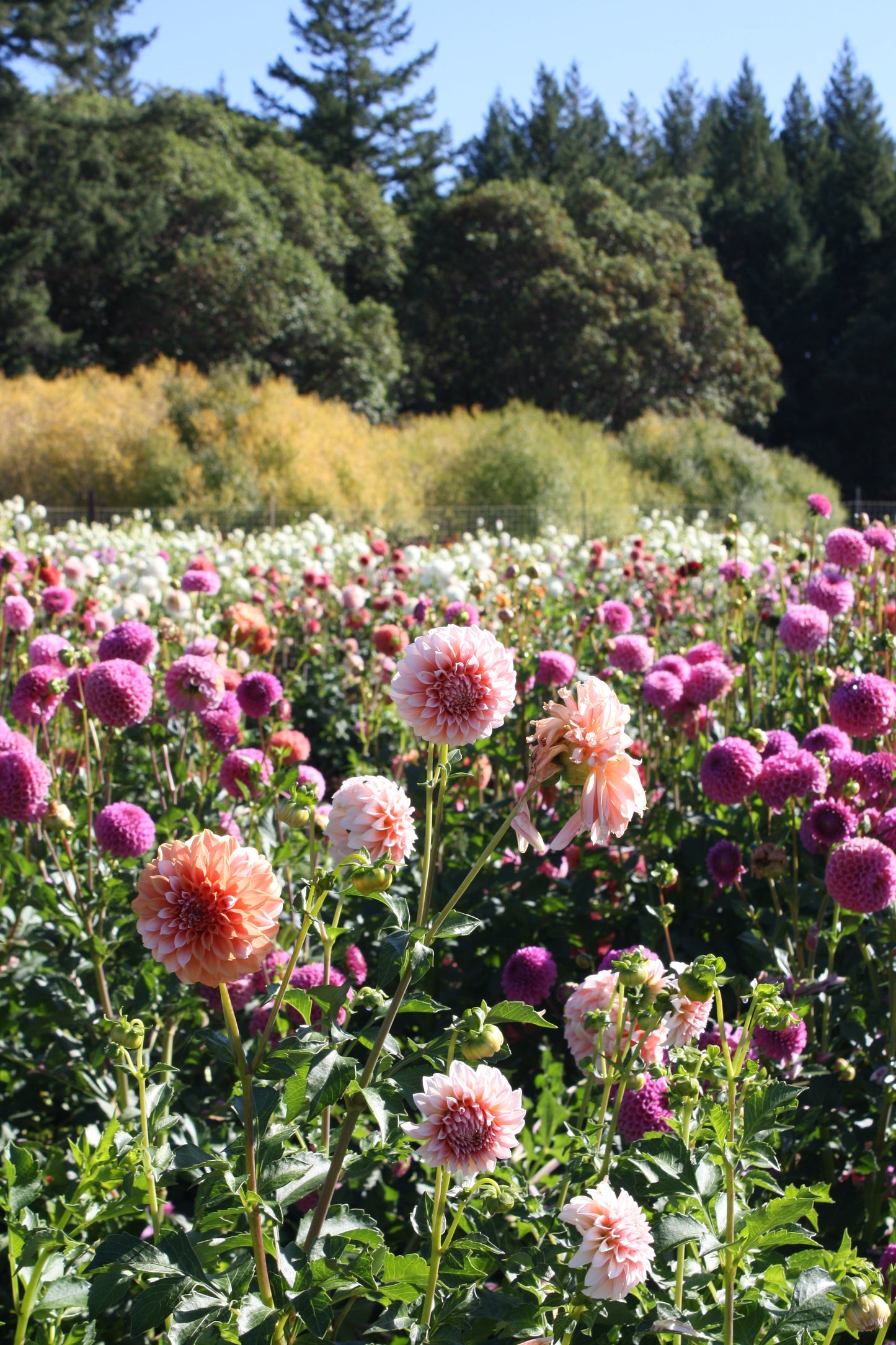 Peaches 'N Cream Dahlia Tuber