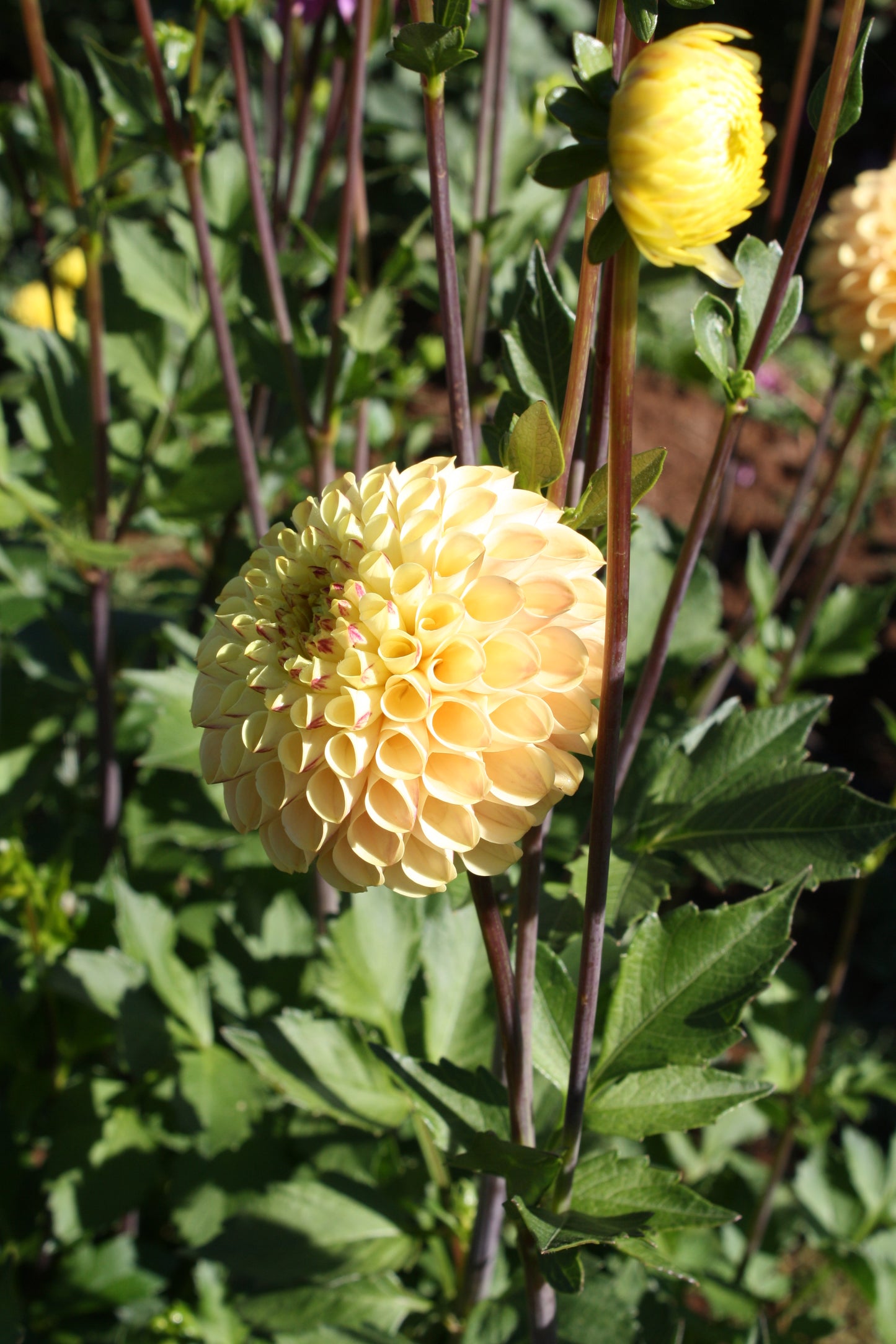 Ferncliff Spice Dahlia Tuber