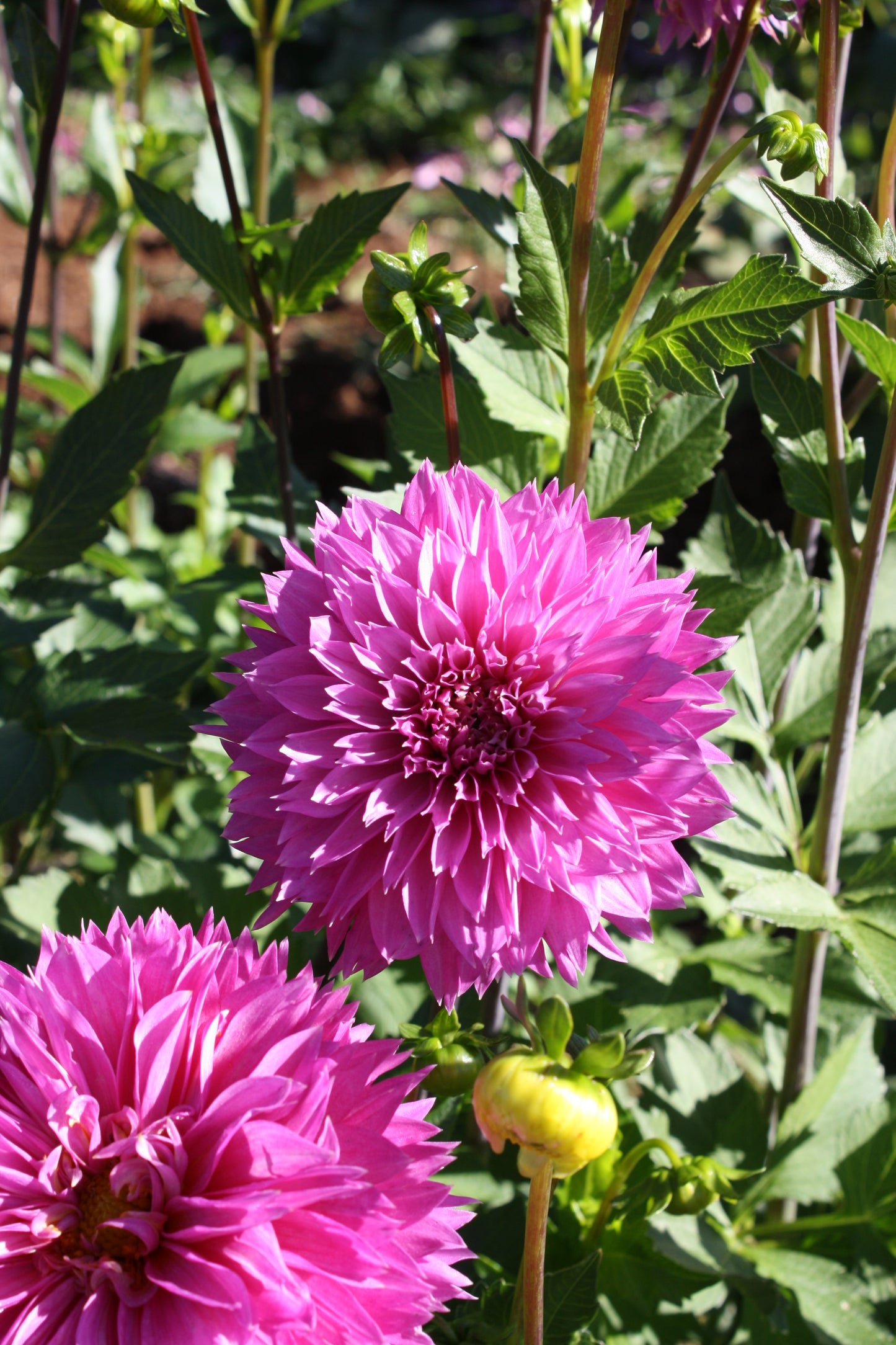 Frizzy Lizzy Dahlia Tuber