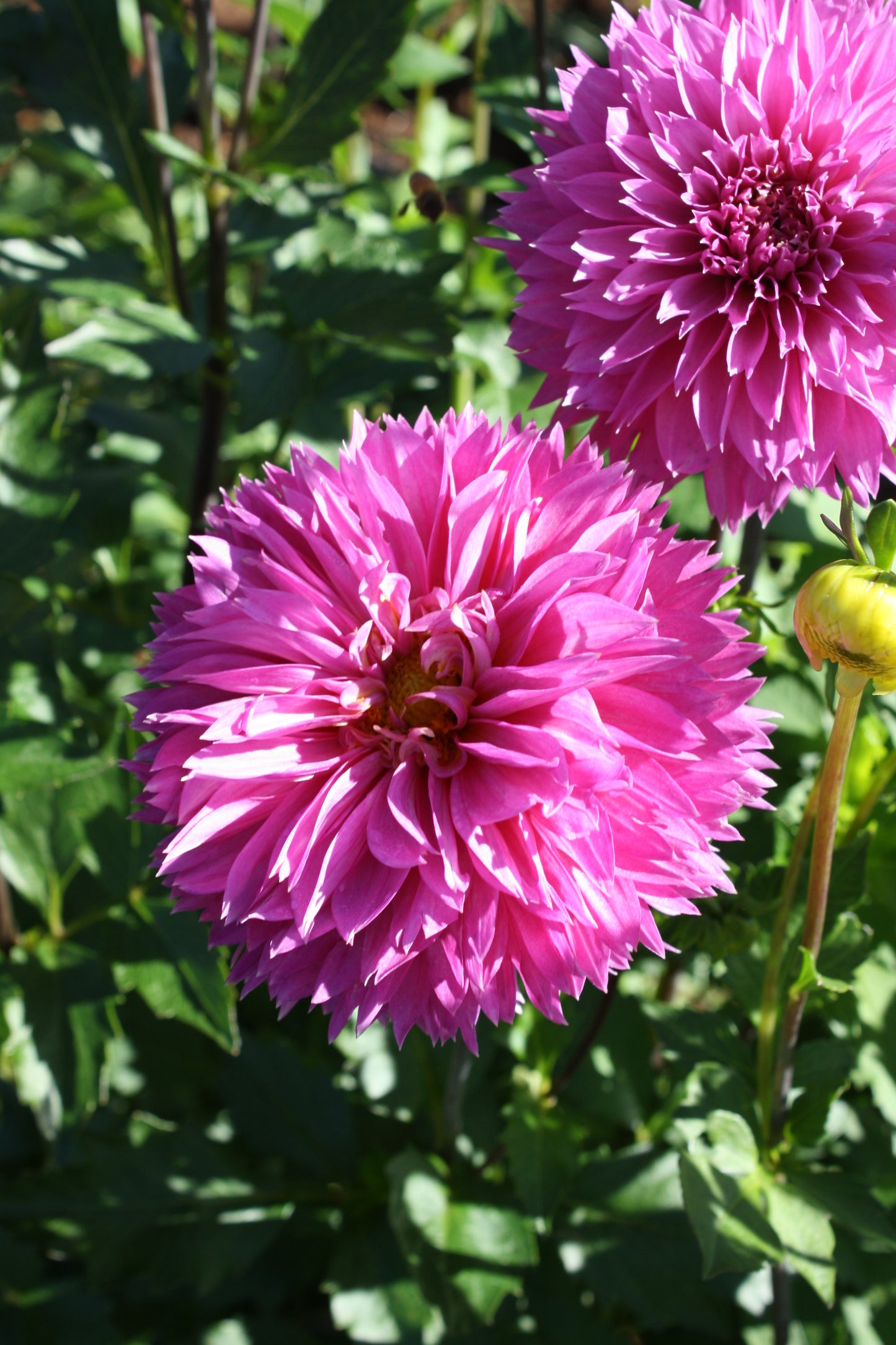 Frizzy Lizzy Dahlia Tuber