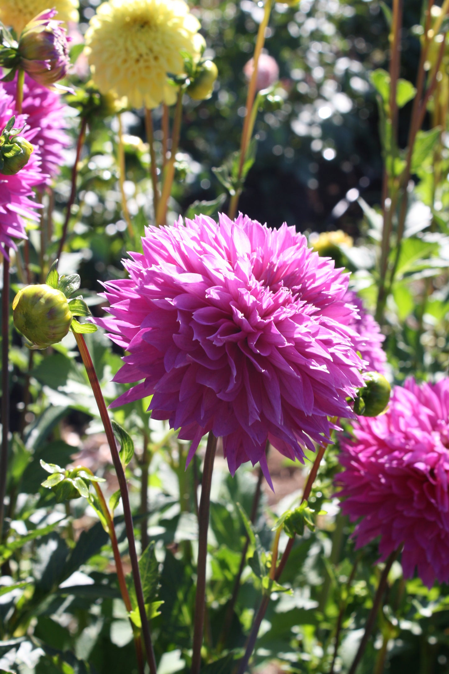Frizzy Lizzy Dahlia Tuber