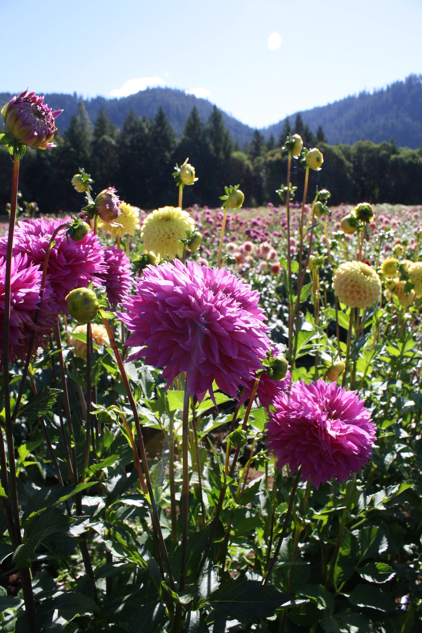 Frizzy Lizzy Dahlia Tuber