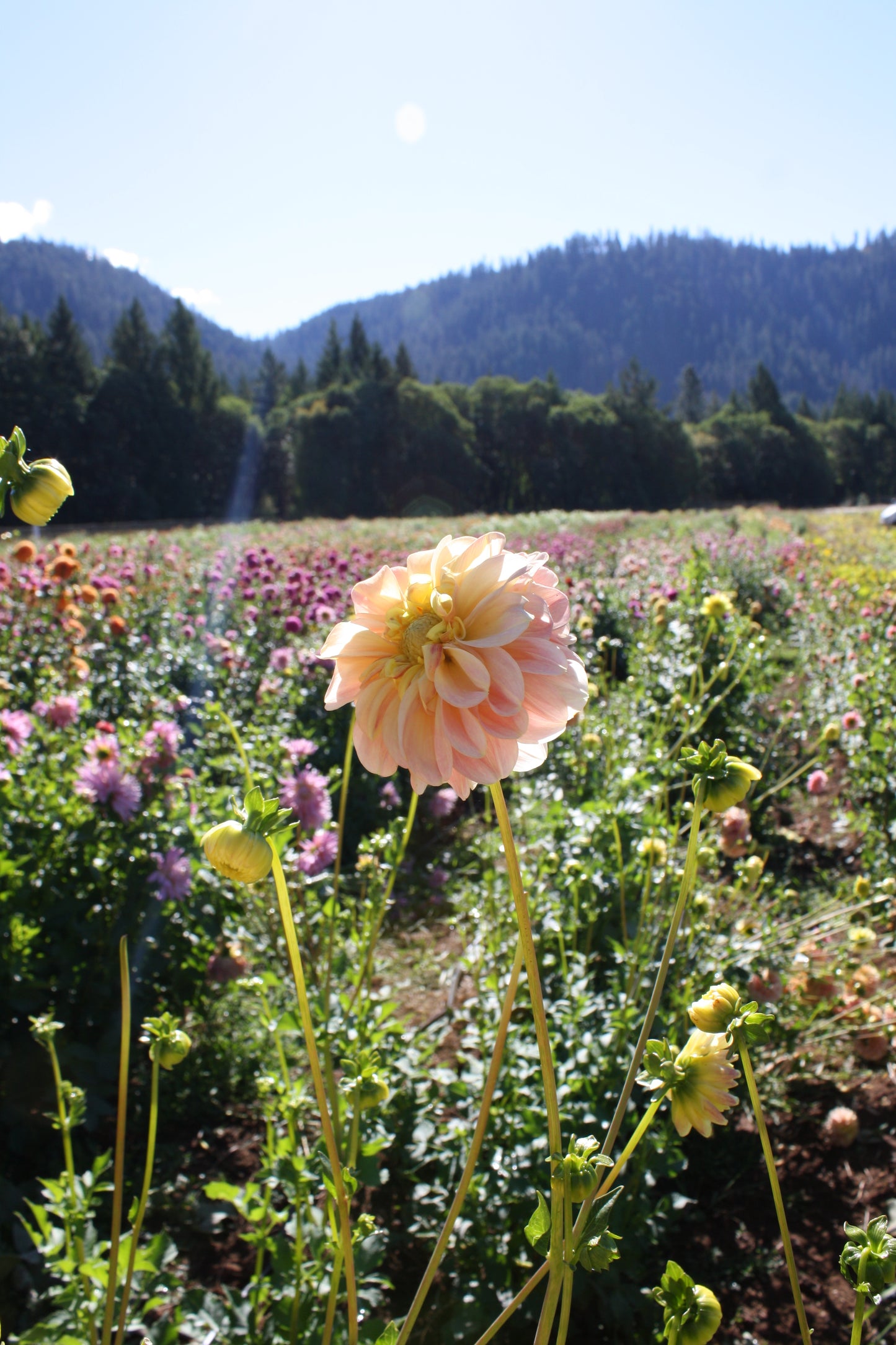 French Doll Dahlia Tuber