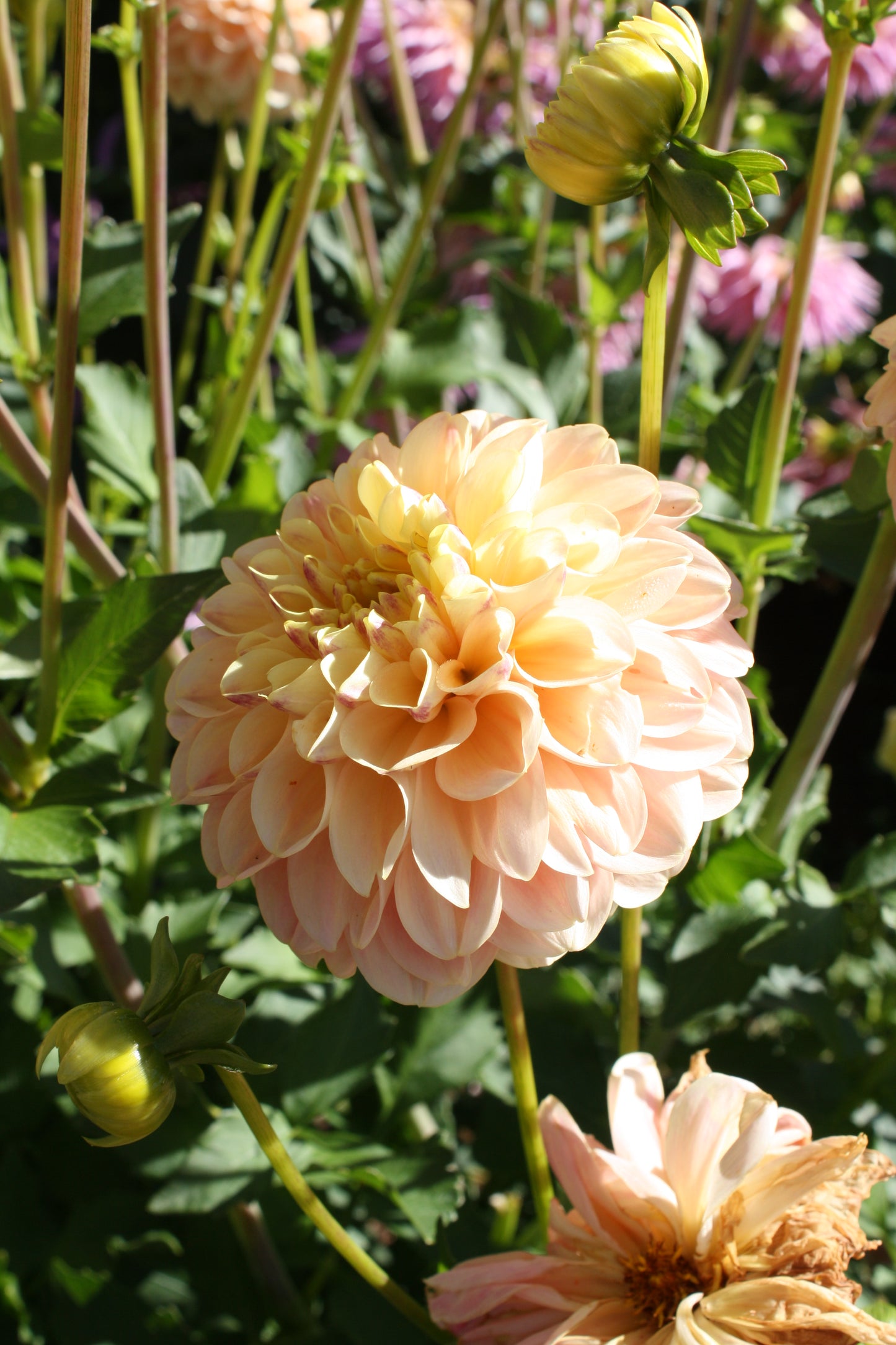 French Doll Dahlia Tuber