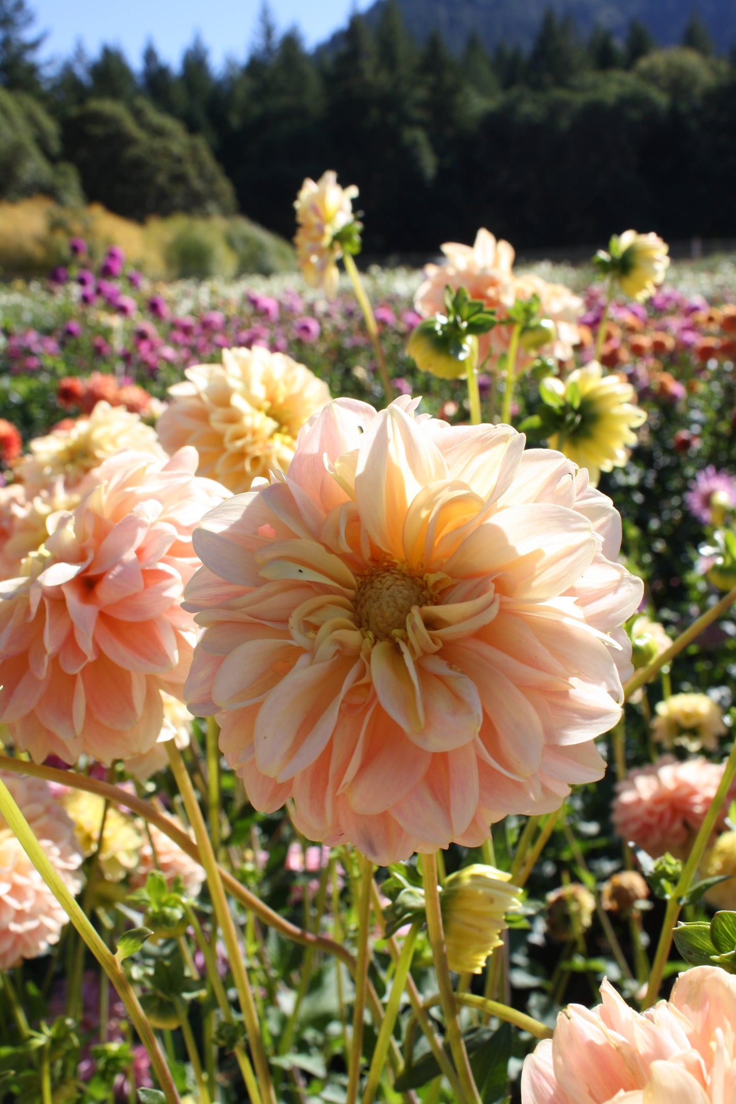 French Doll Dahlia Tuber