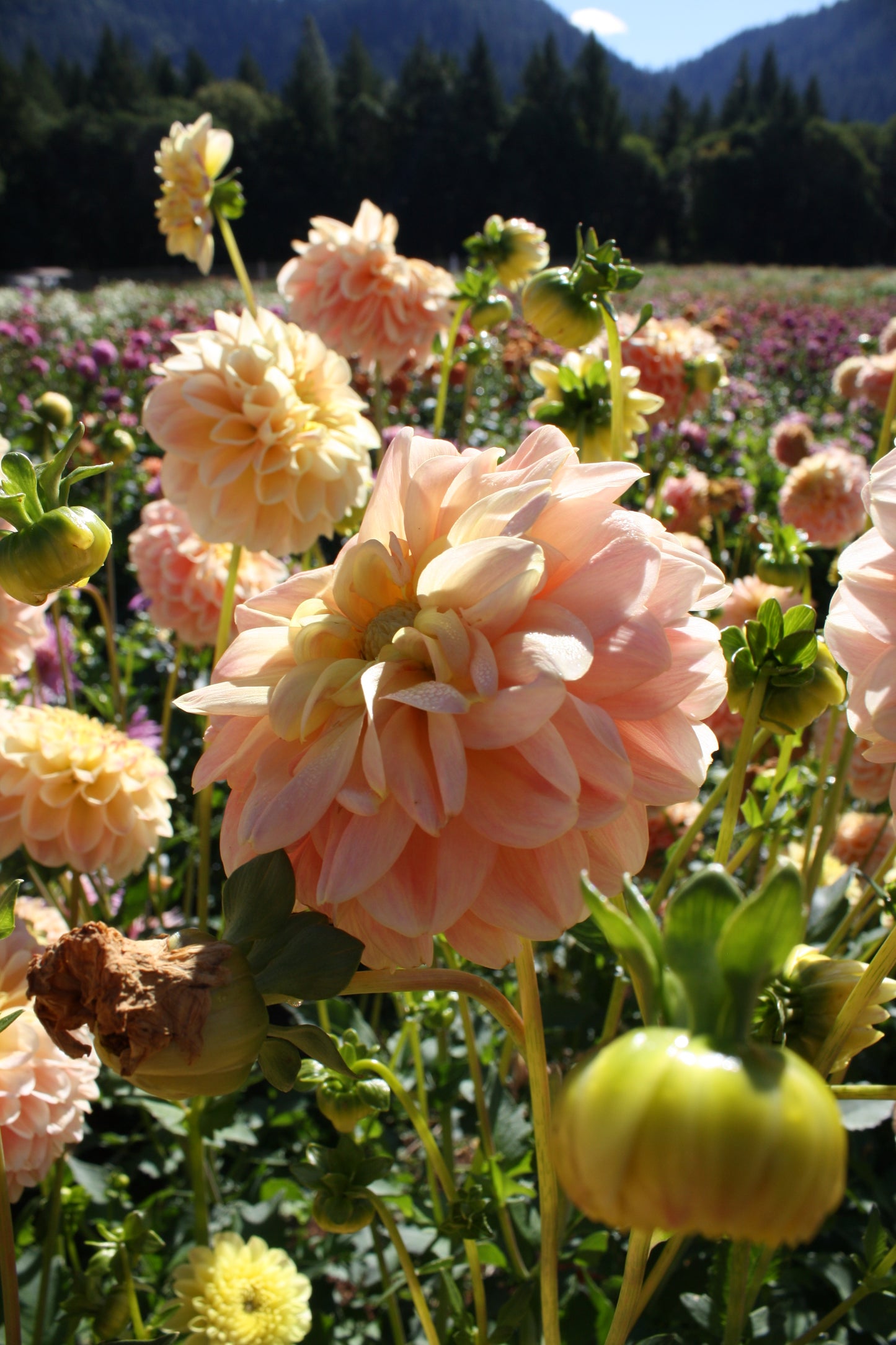 French Doll Dahlia Tuber