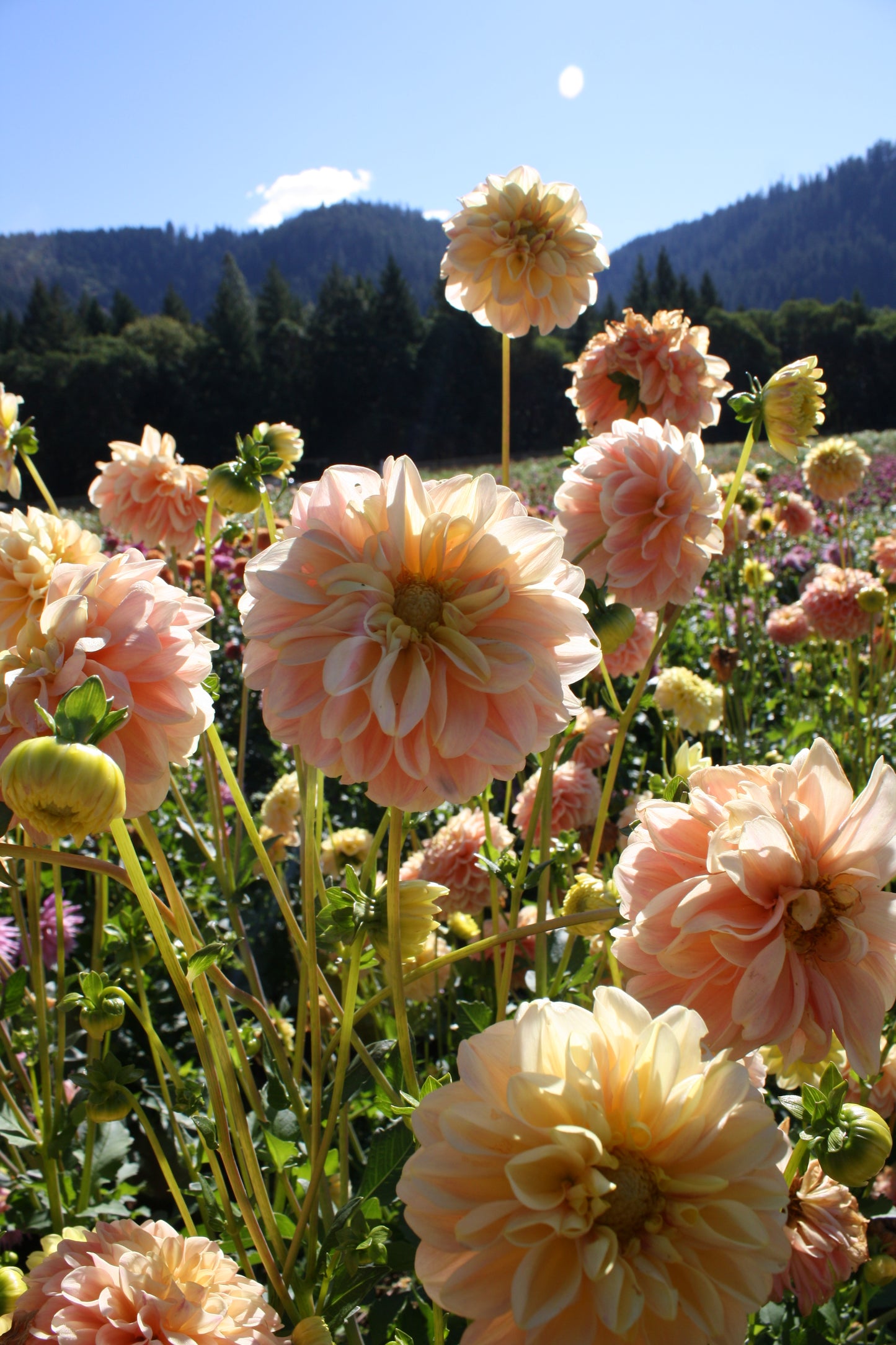 French Doll Dahlia Tuber
