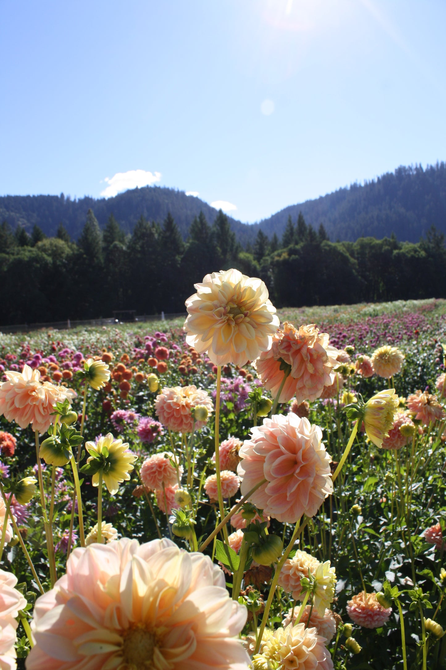 French Doll Dahlia Tuber