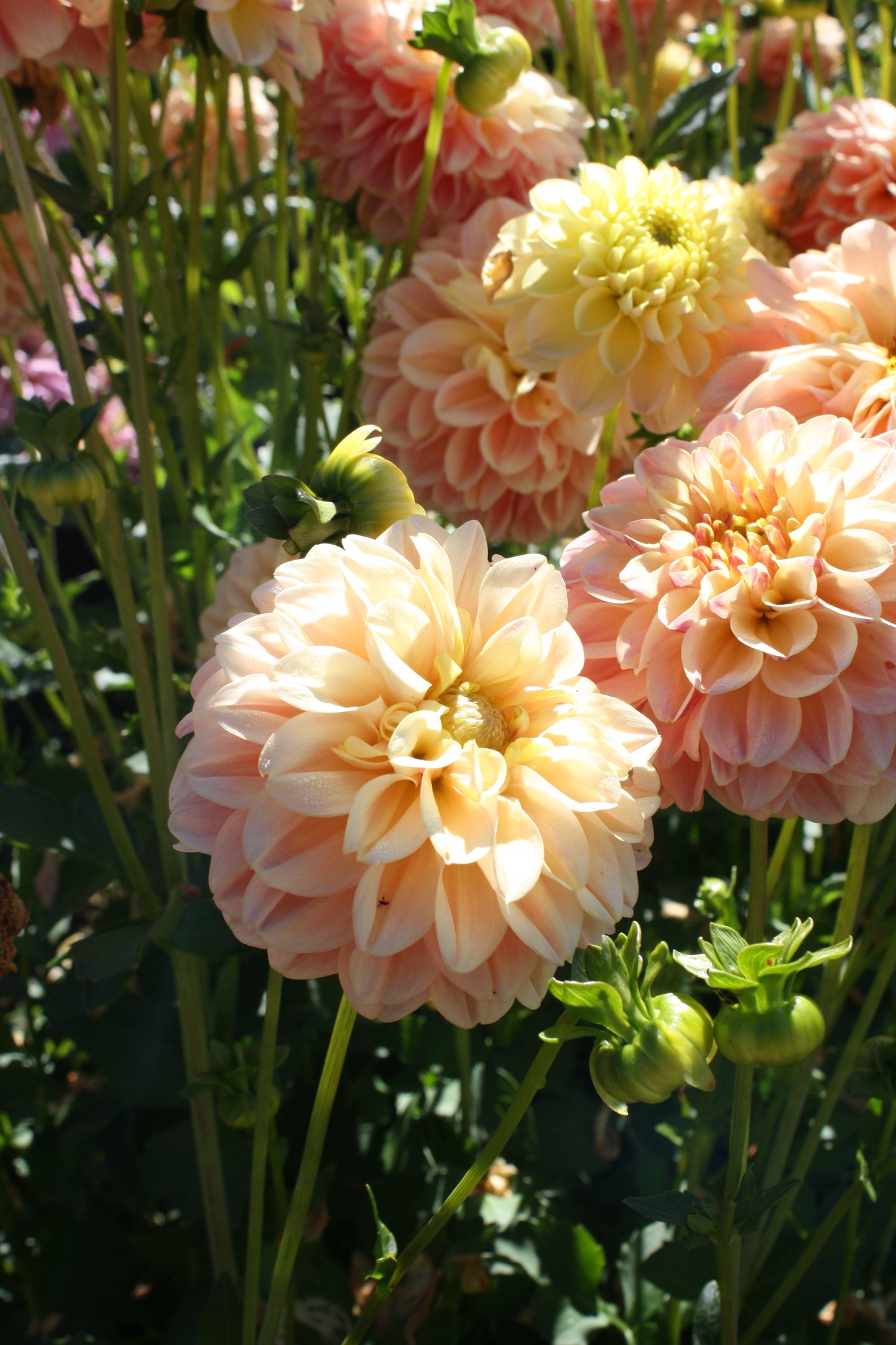 French Doll Dahlia Tuber