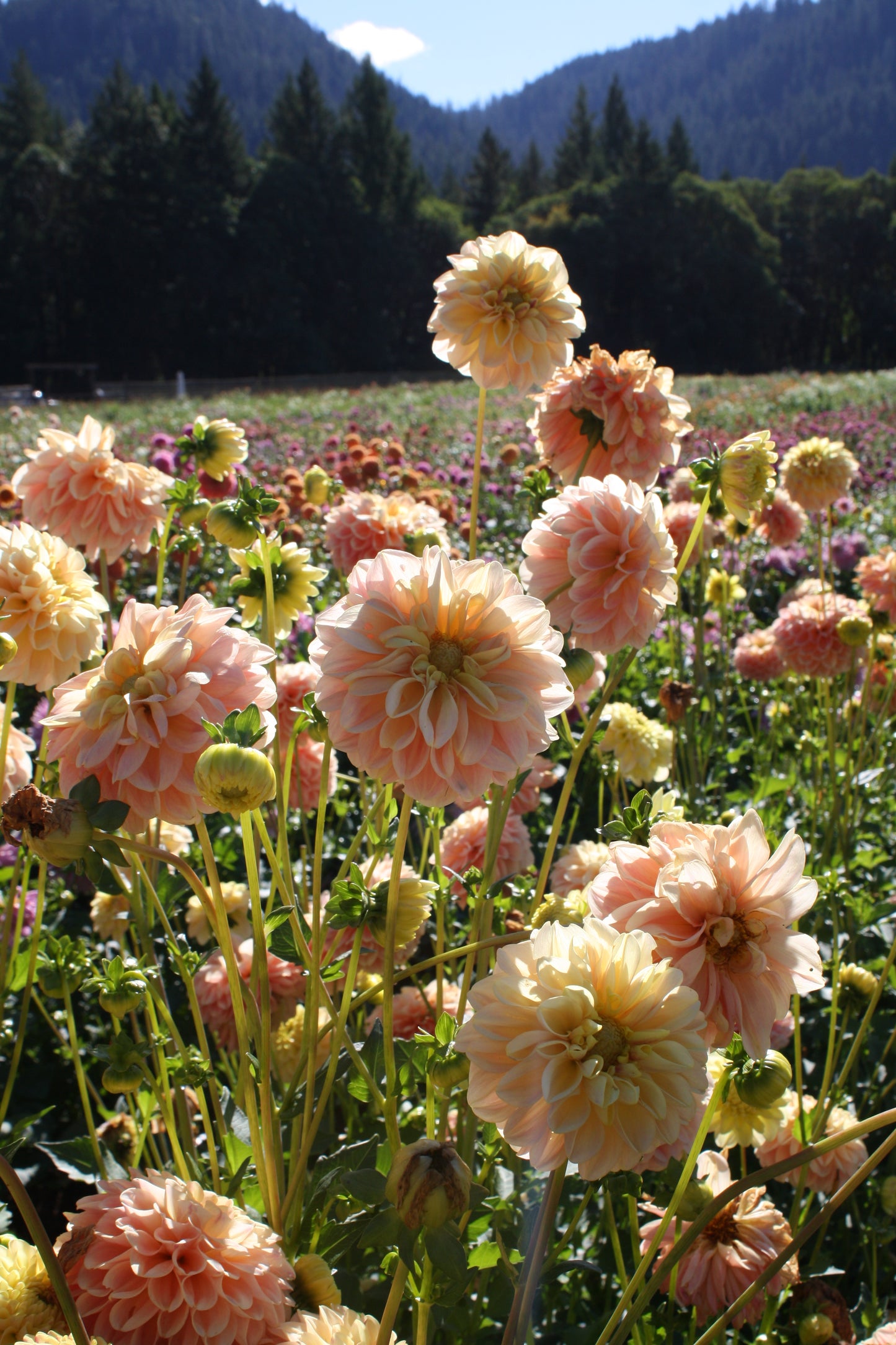 French Doll Dahlia Tuber
