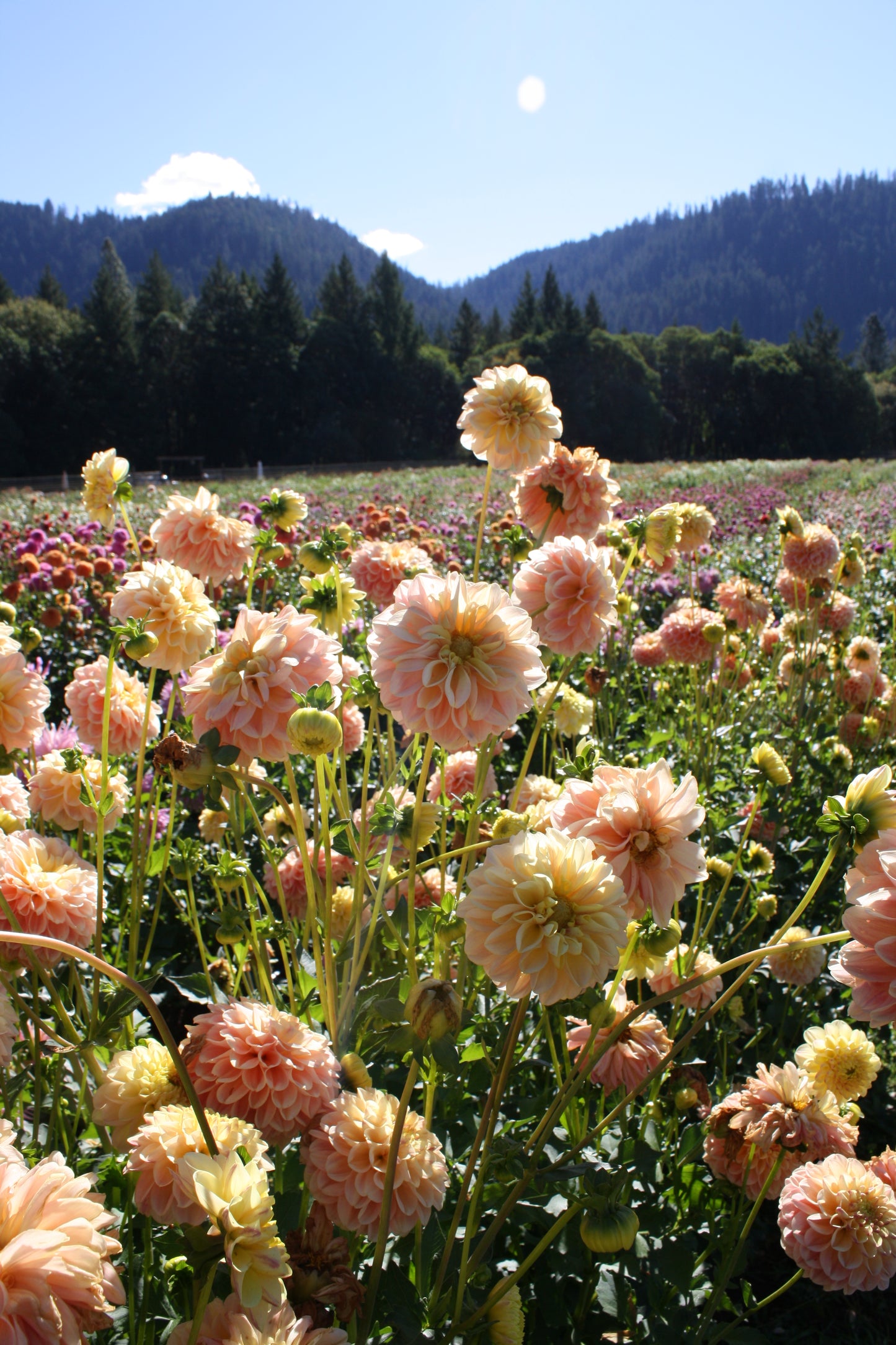 French Doll Dahlia Tuber