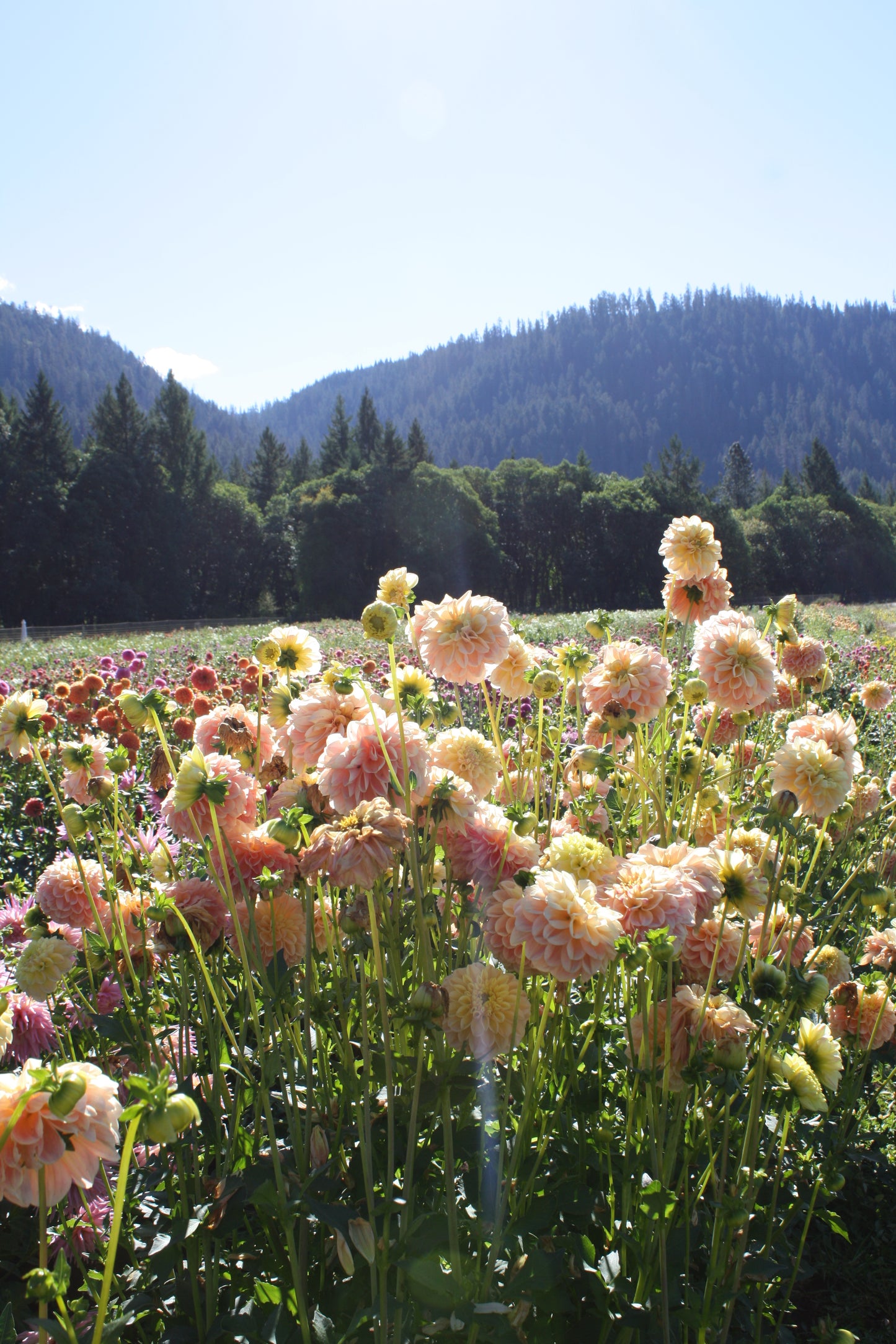 French Doll Dahlia Tuber