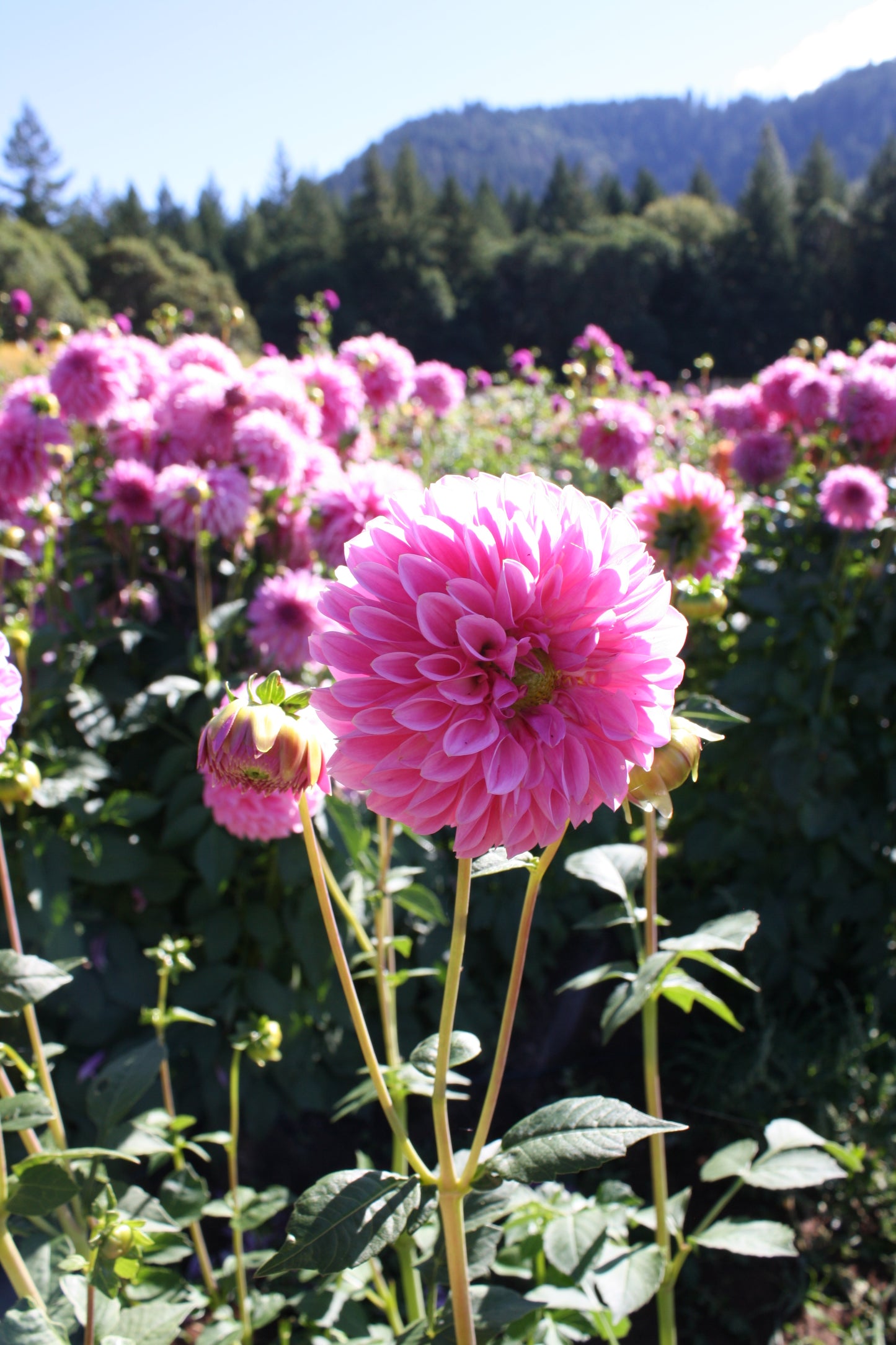 Doris Duke Dahlia Tuber
