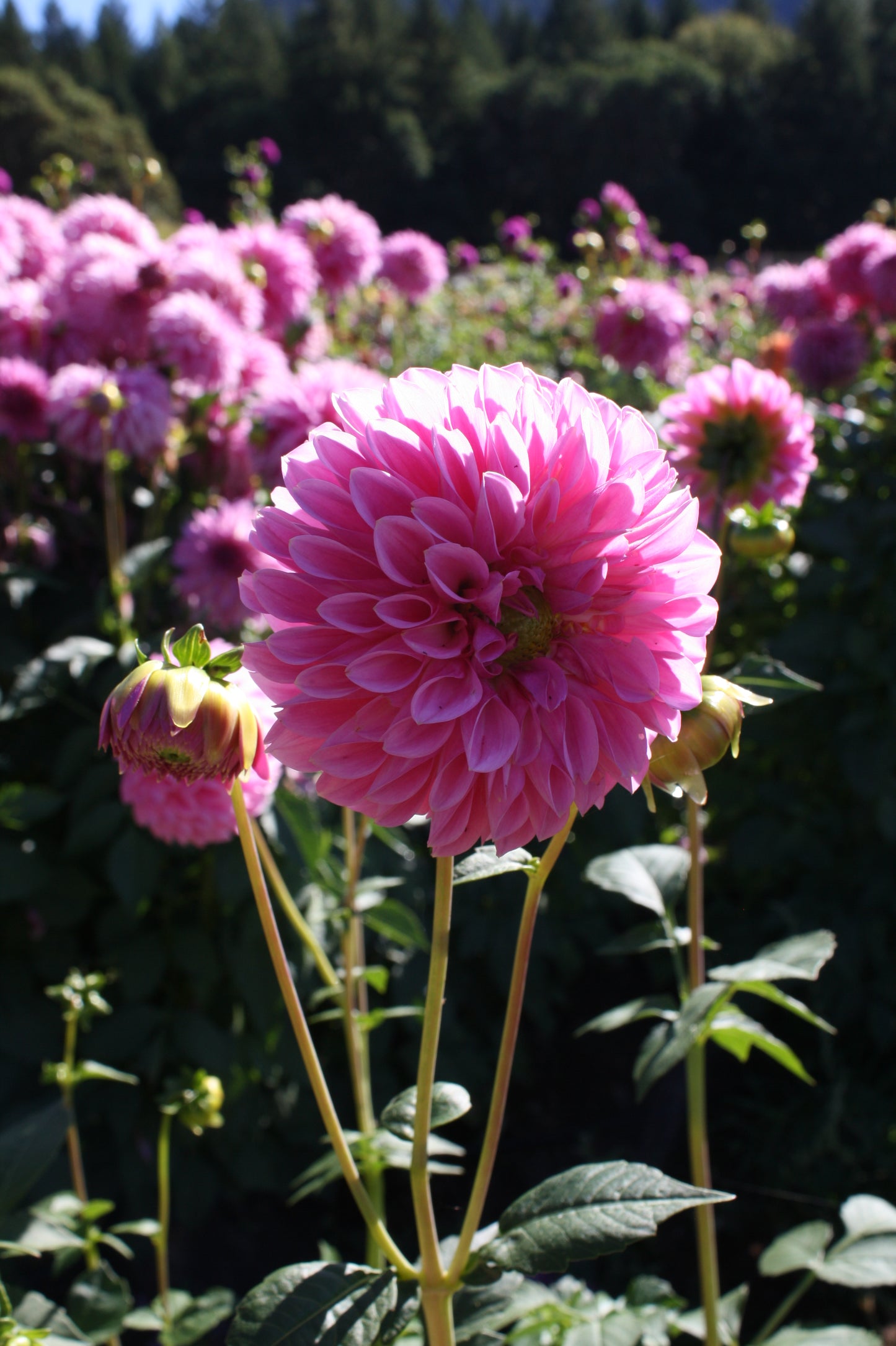 Doris Duke Dahlia Tuber