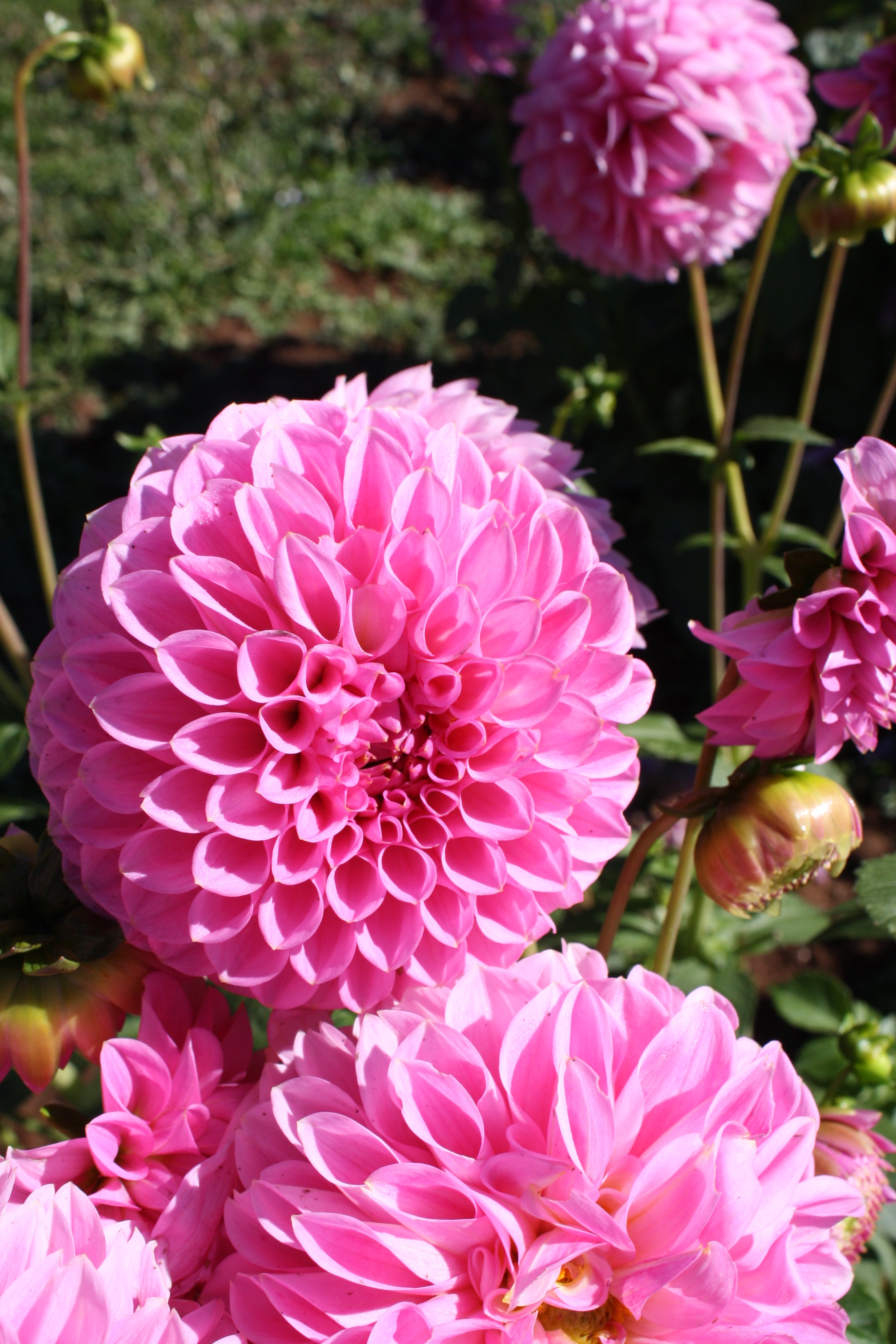 The Delicate Flower Farm Doris Duke Dahlia Tuber