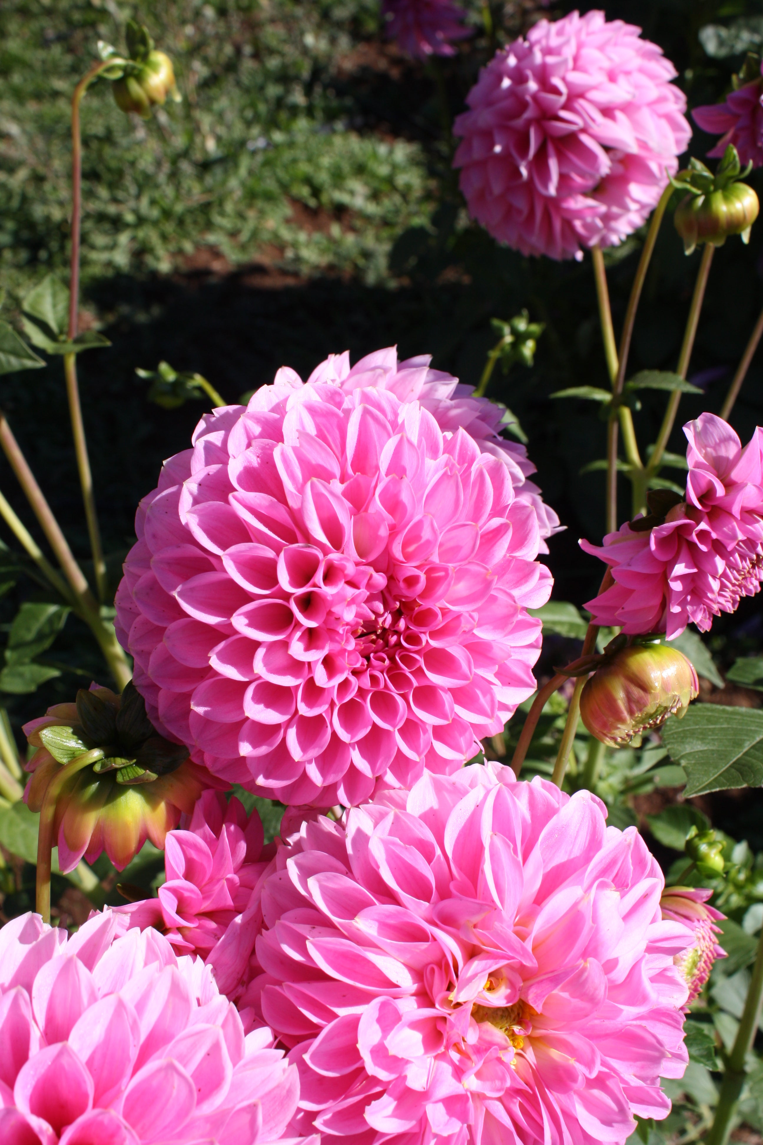 The Delicate Flower Farm Doris Duke Dahlia Tuber - Thumbnail 3