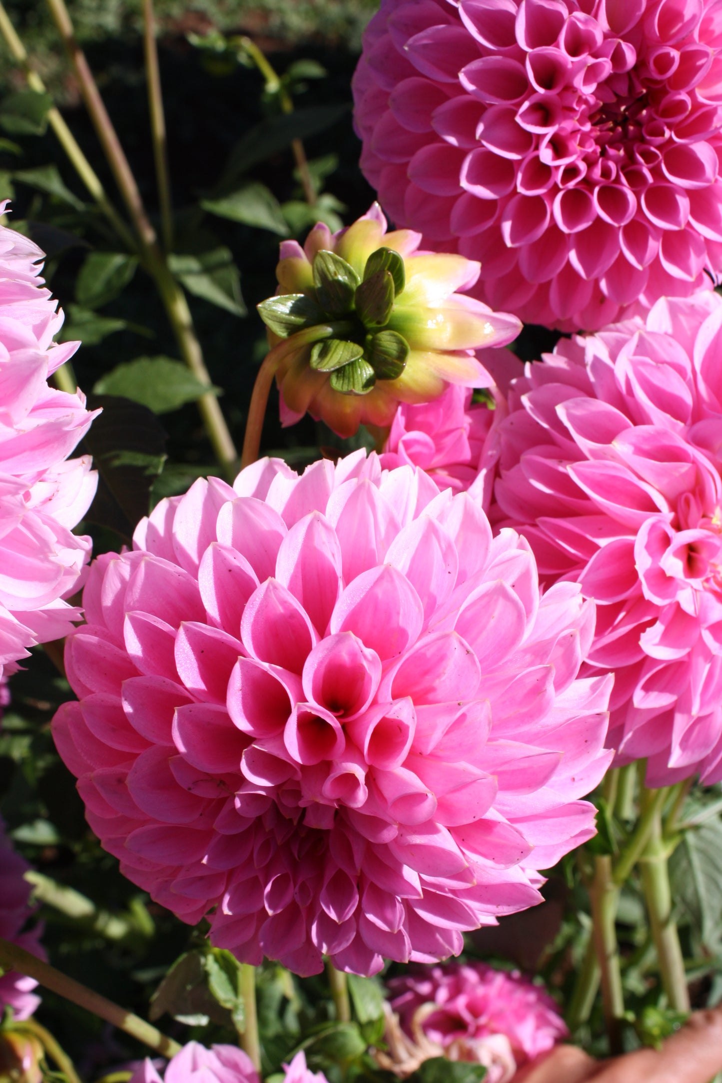 Doris Duke Dahlia Tuber