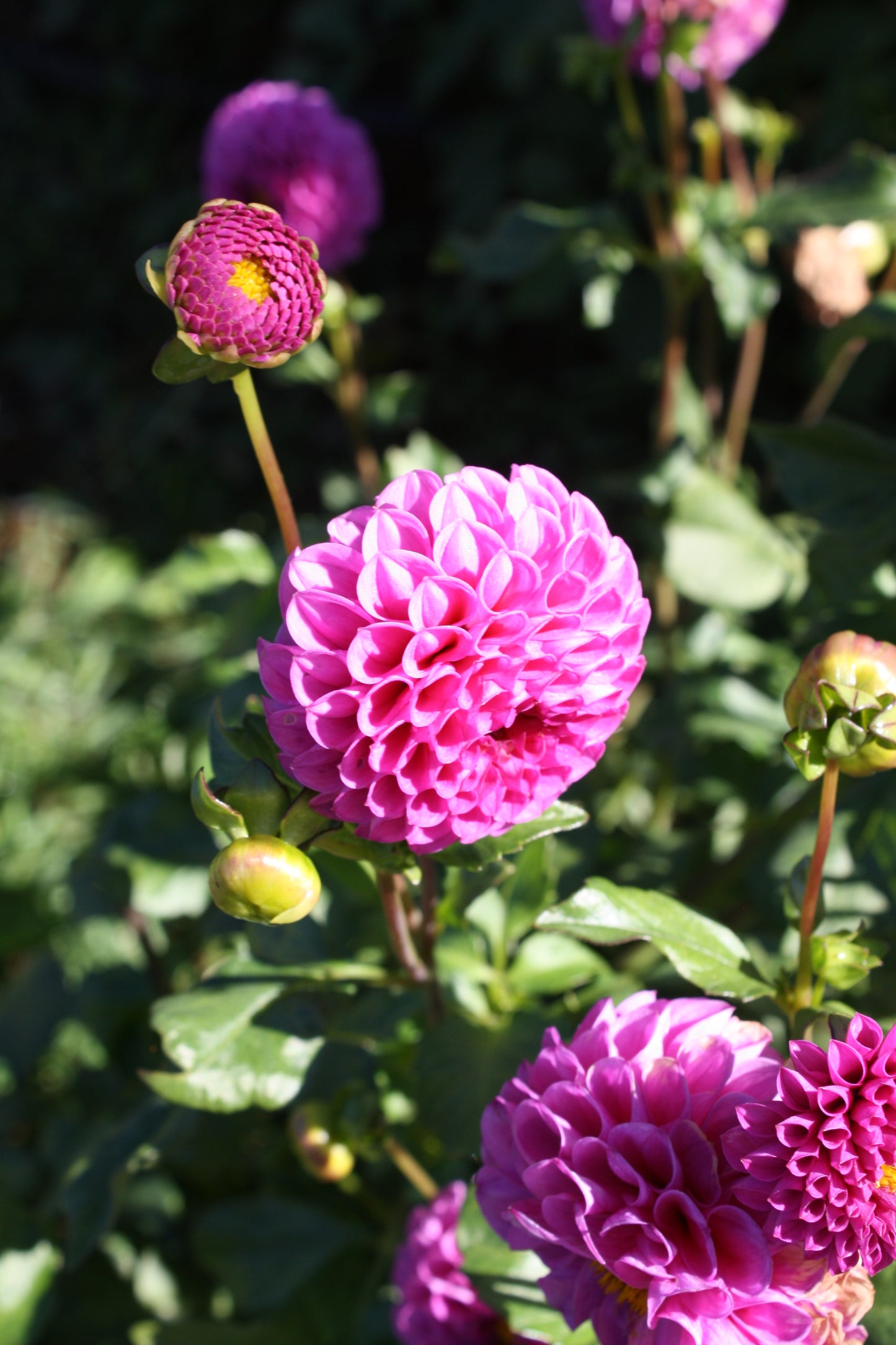 Doris Duke Dahlia Tuber