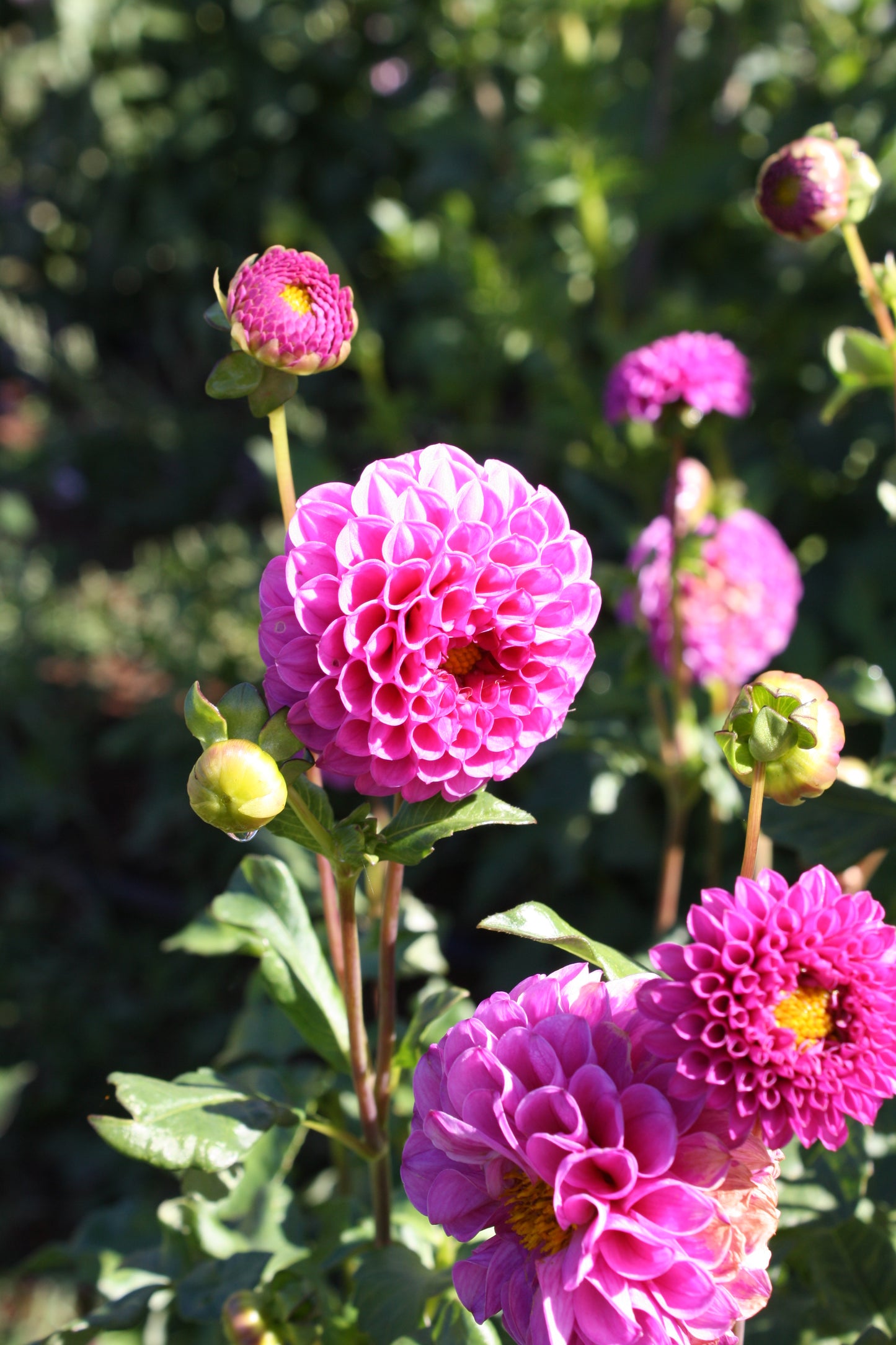Doris Duke Dahlia Tuber