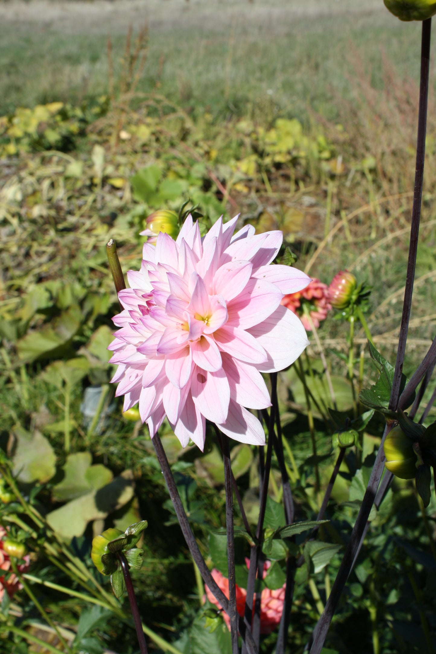 Karma Prospero Dahlia Tuber