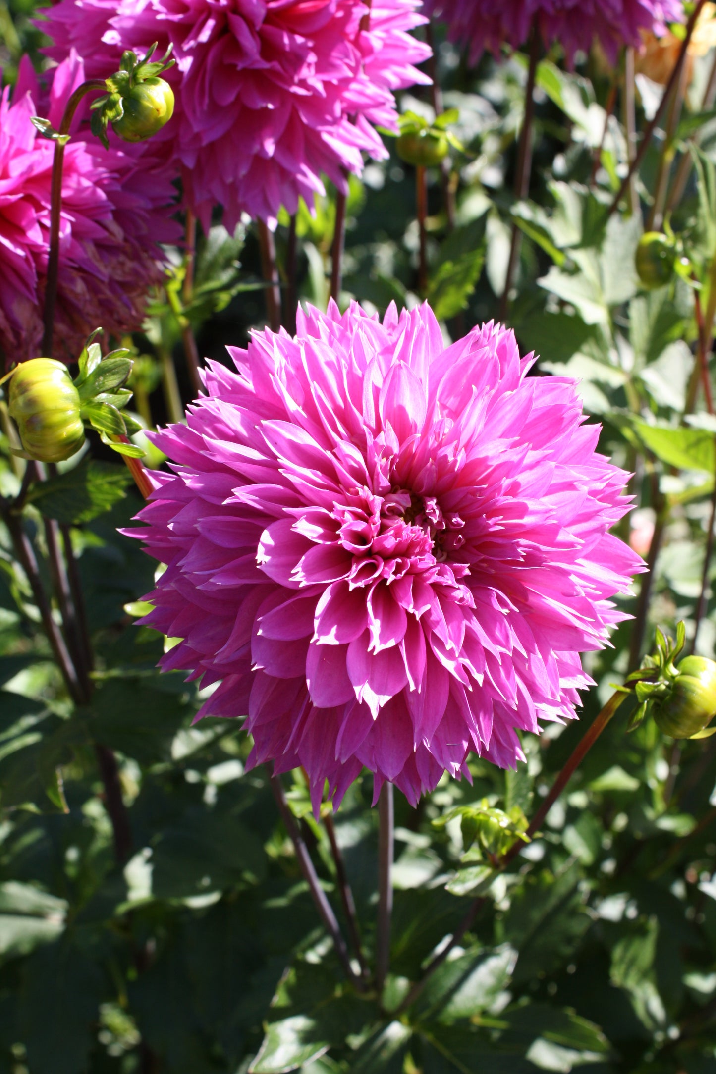Frizzy Lizzy Dahlia Tuber
