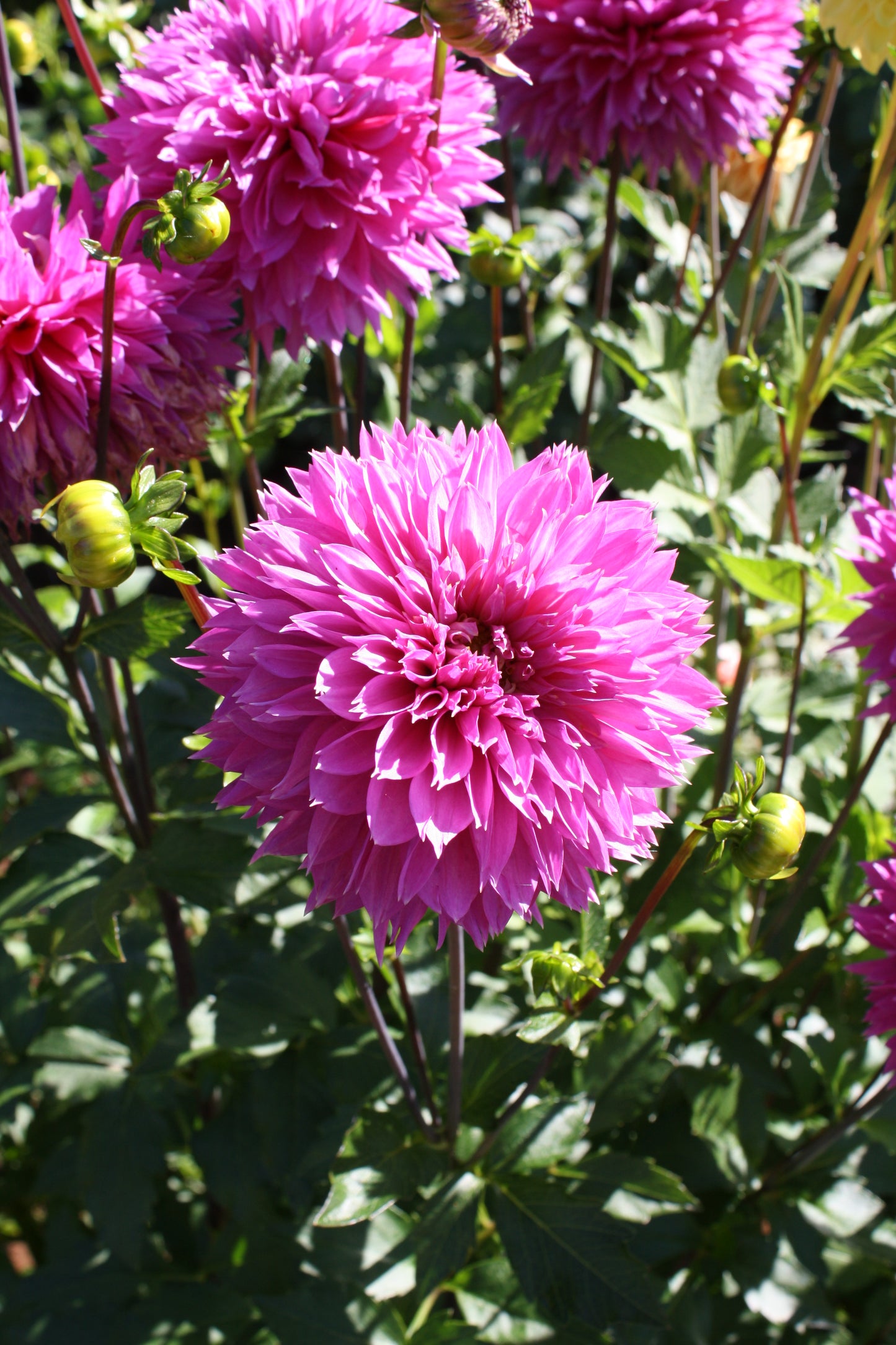 Frizzy Lizzy Dahlia Tuber