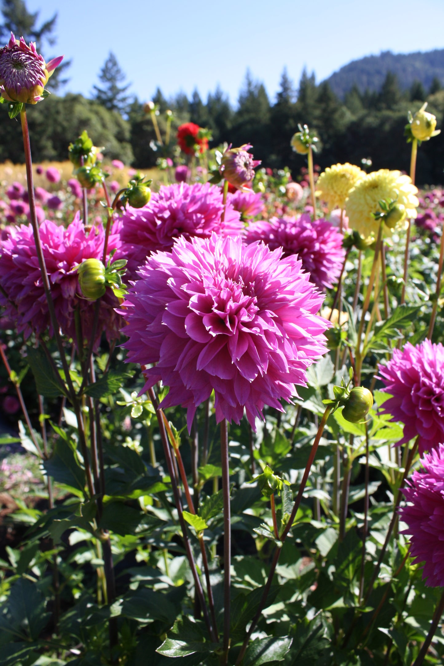 Frizzy Lizzy Dahlia Tuber
