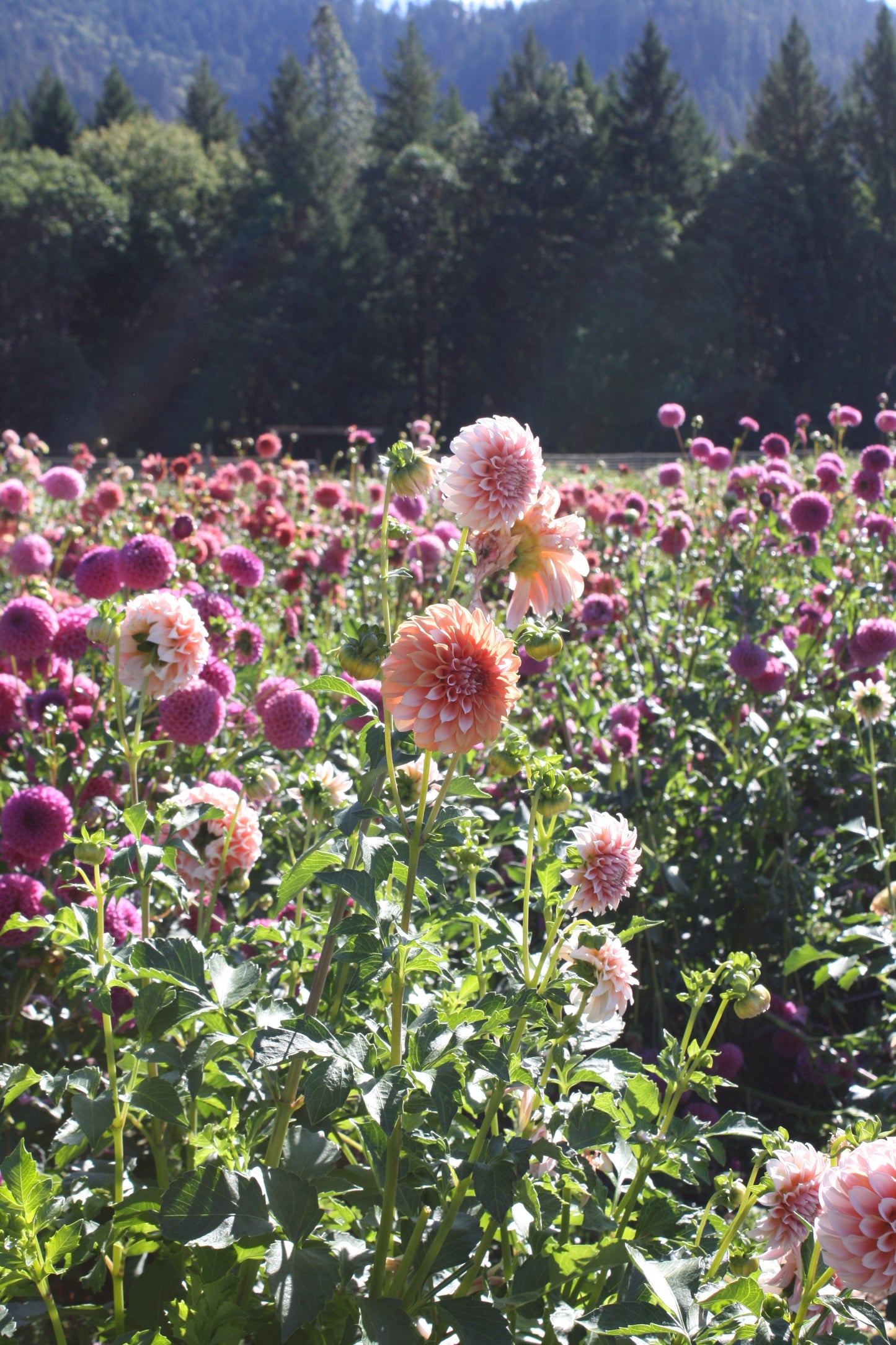 Peaches 'N Cream Dahlia Tuber