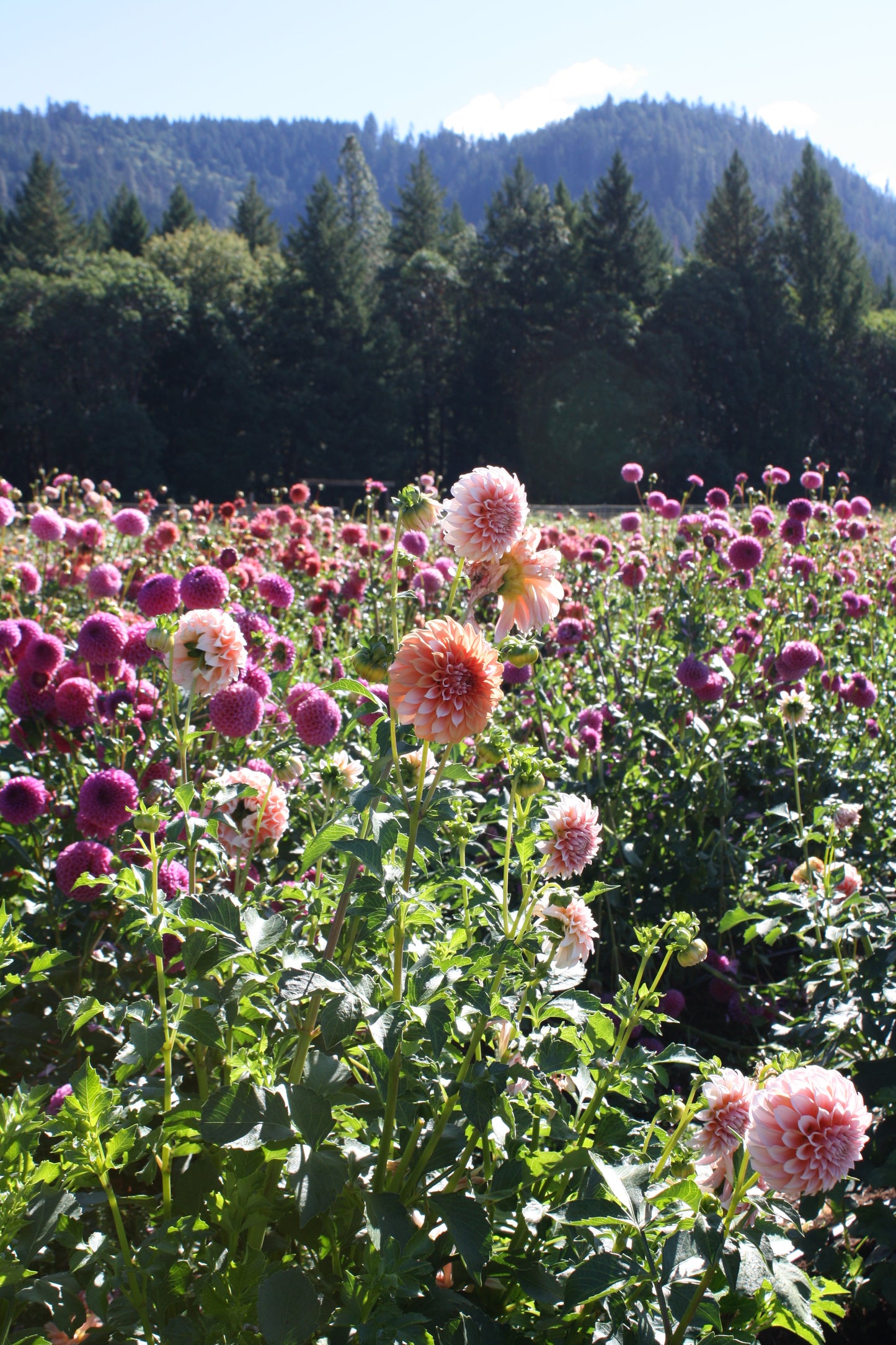 Peaches 'N Cream Dahlia Tuber