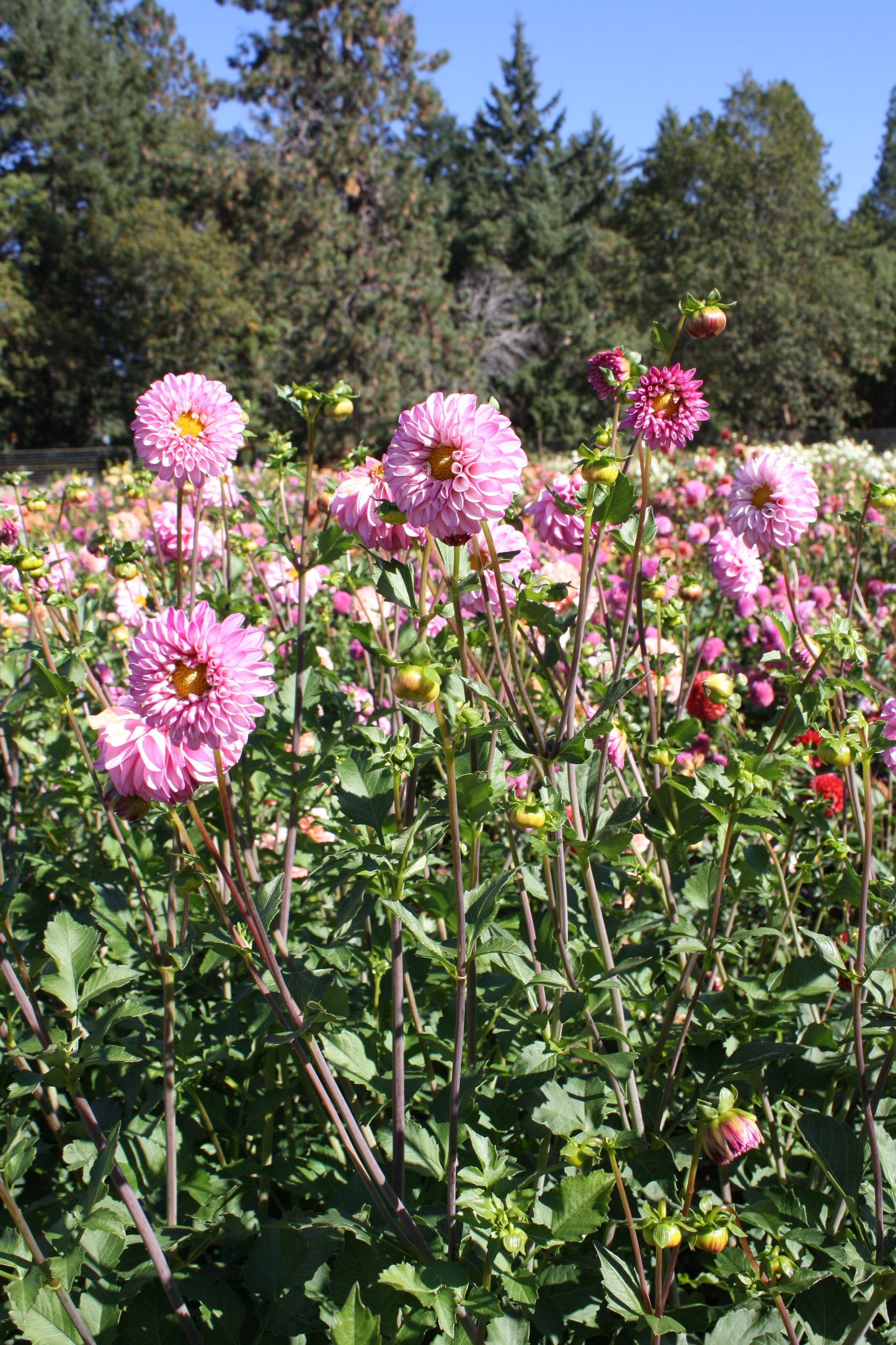 Bloomquist Better Dahlia Tuber