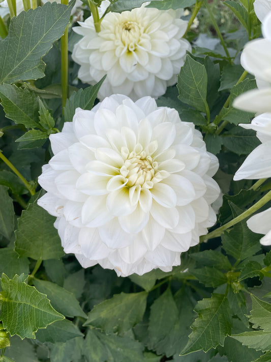 Mt Hood Dahlia Tuber