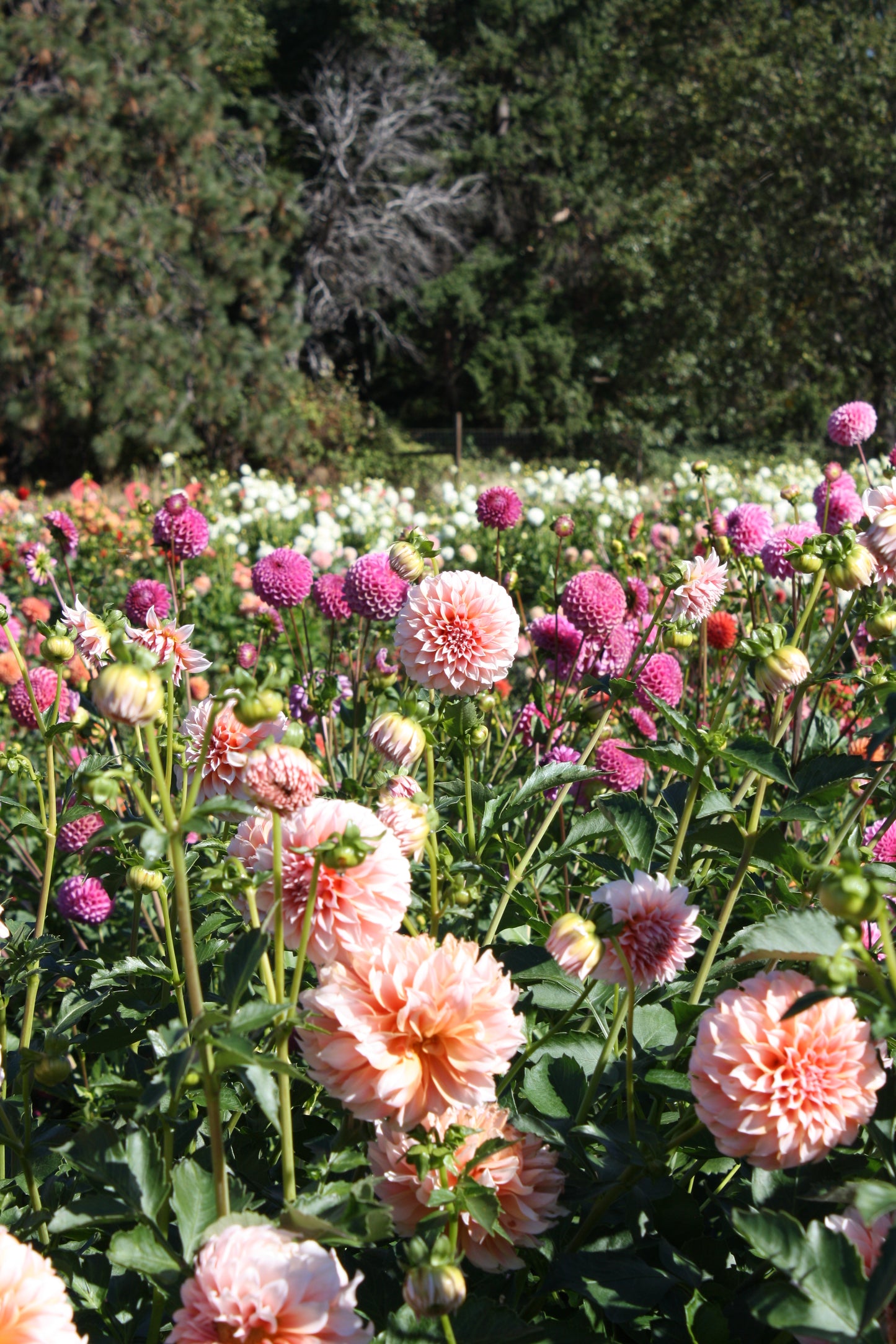 Peaches 'N Cream Dahlia Tuber
