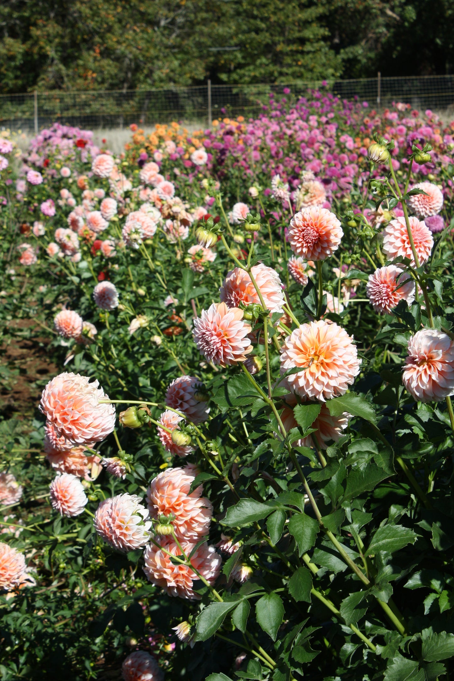 Peaches 'N Cream Dahlia Tuber