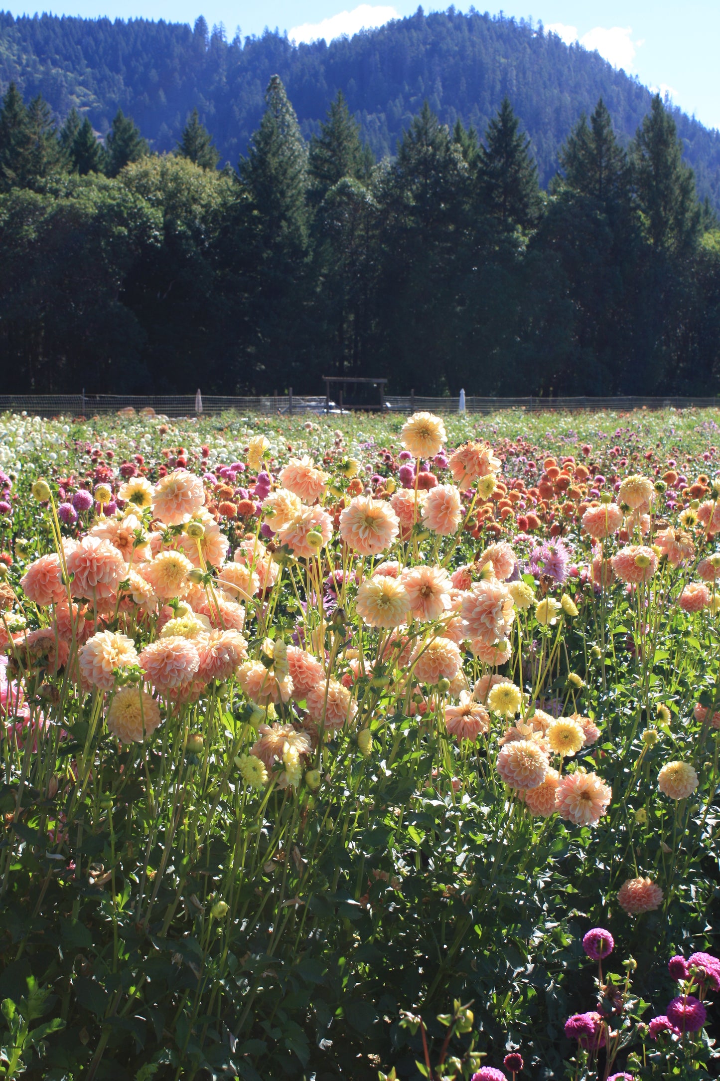 French Doll Dahlia Tuber