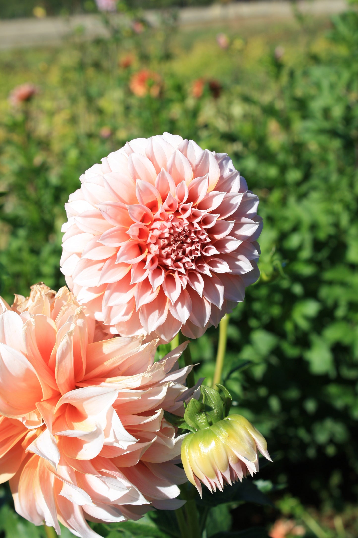 Peaches 'N Cream Dahlia Tuber