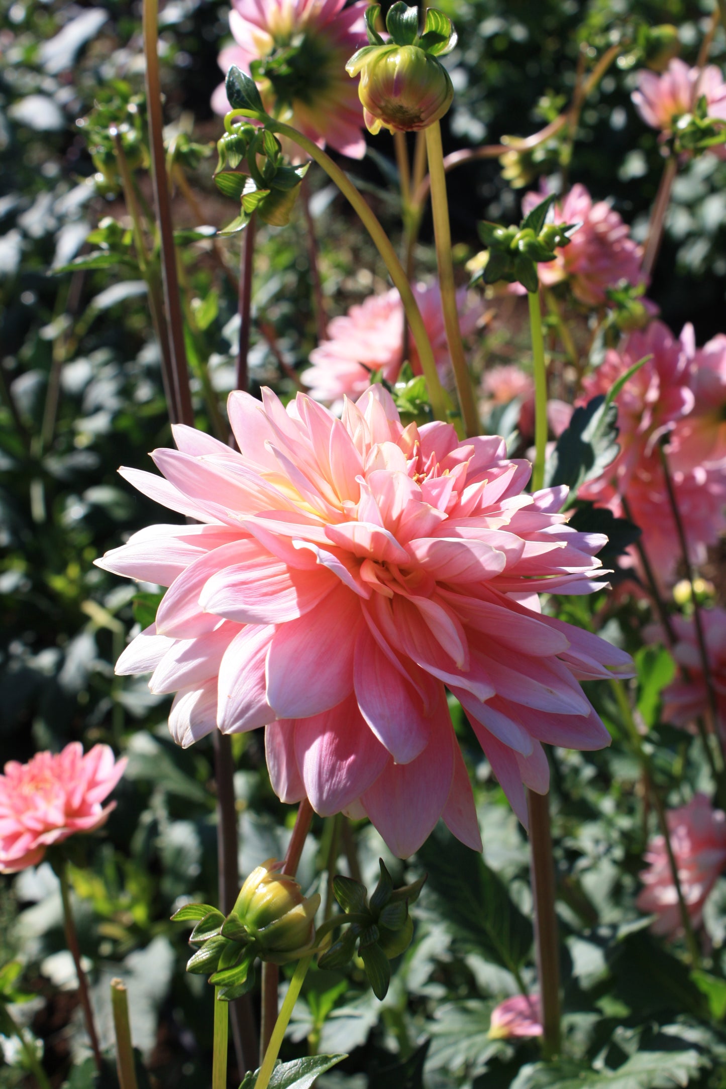 Gerrie Hoek Dahlia Tuber