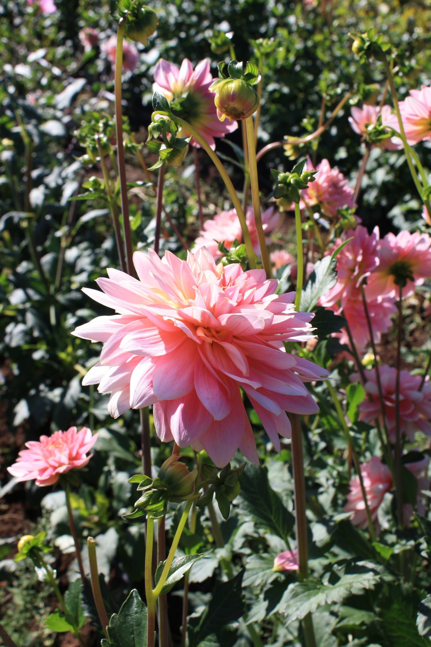 Gerrie Hoek Dahlia Tuber