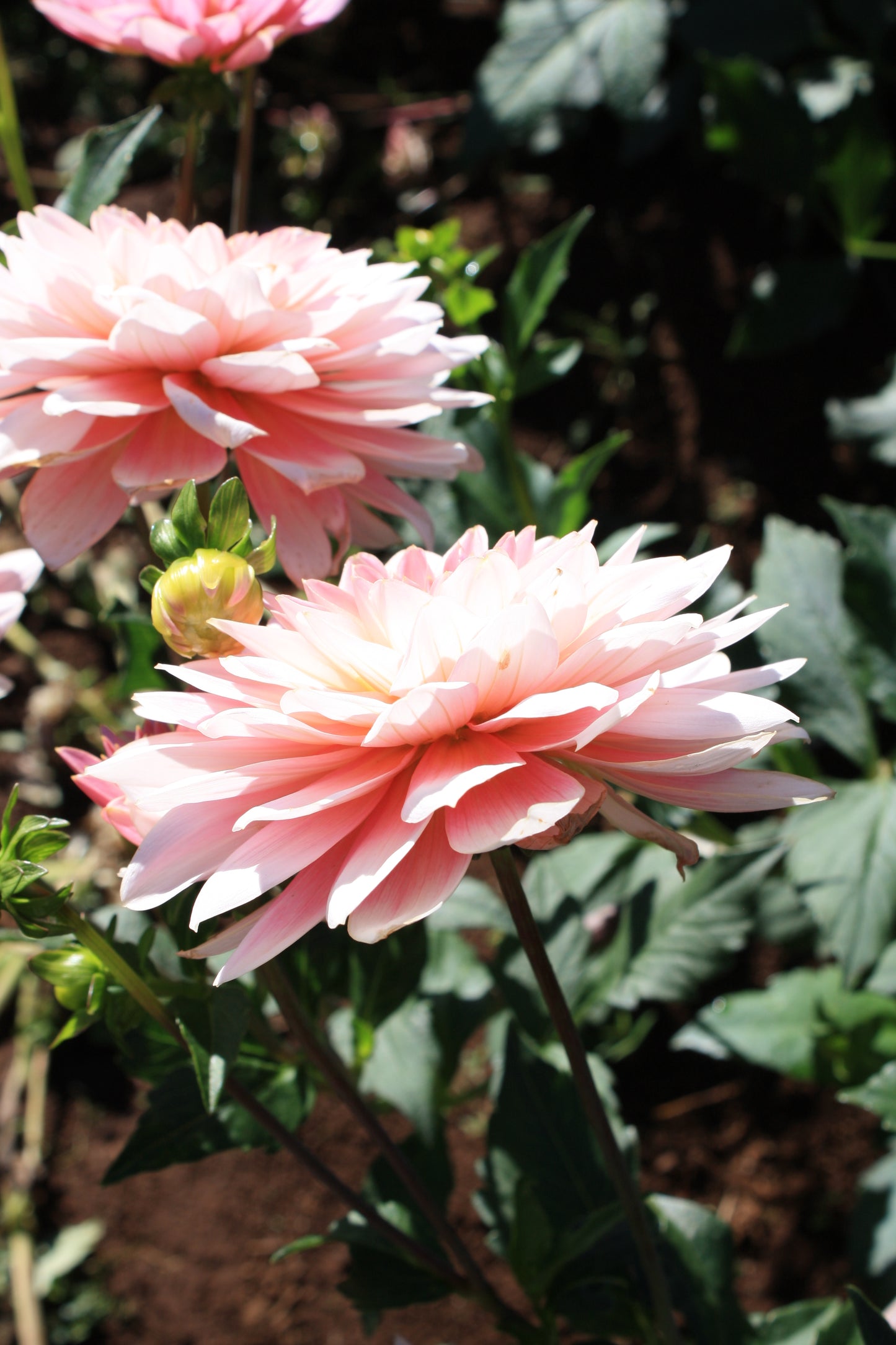 Gerrie Hoek Dahlia Tuber