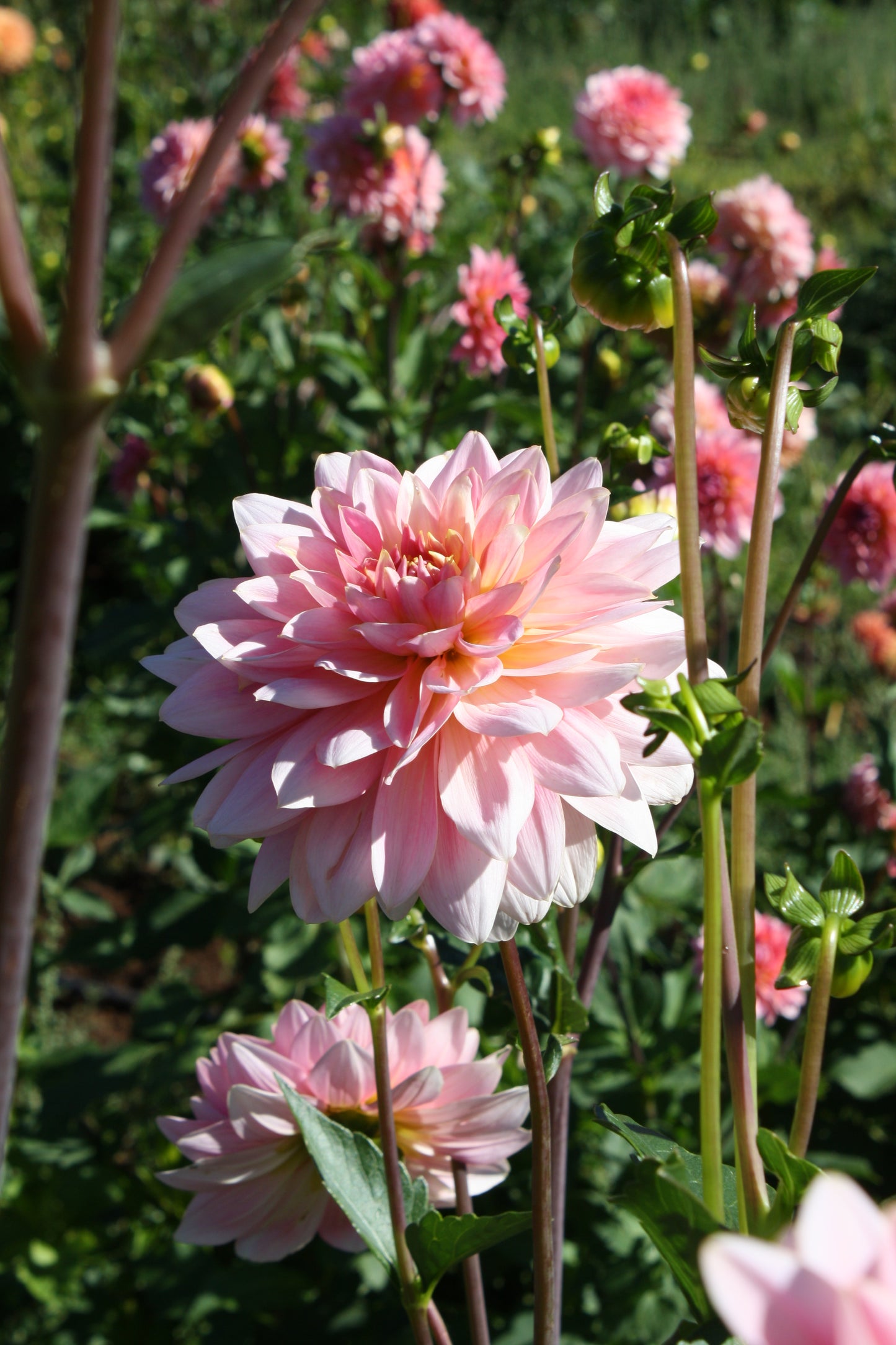 Gerrie Hoek Dahlia Tuber