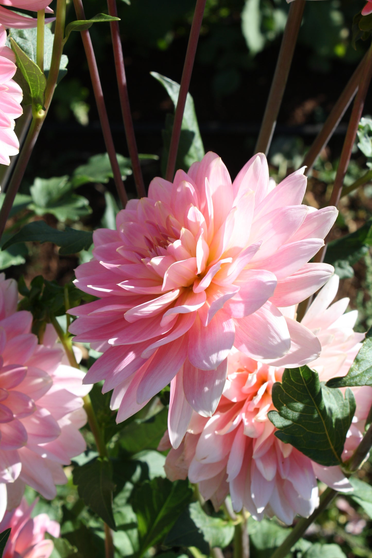 Gerrie Hoek Dahlia Tuber