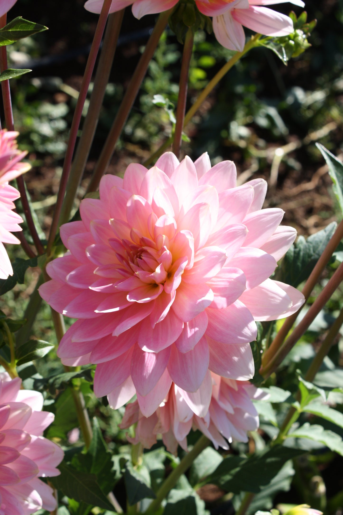 Gerrie Hoek Dahlia Tuber
