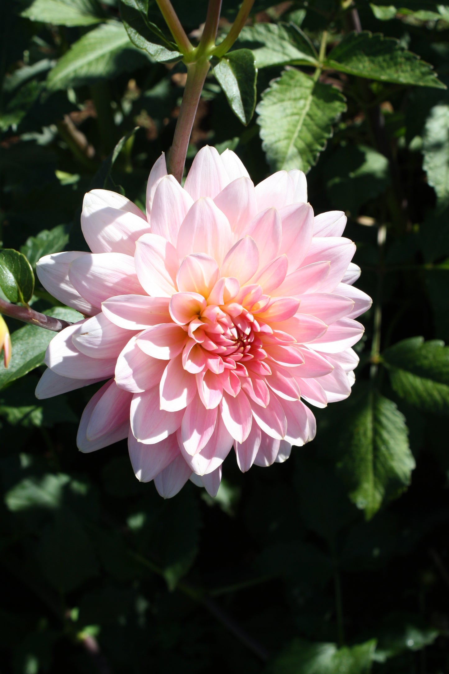 Gerrie Hoek Dahlia Tuber