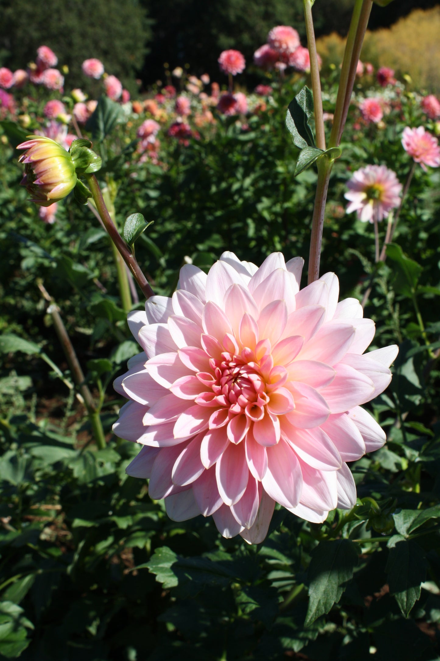 Gerrie Hoek Dahlia Tuber