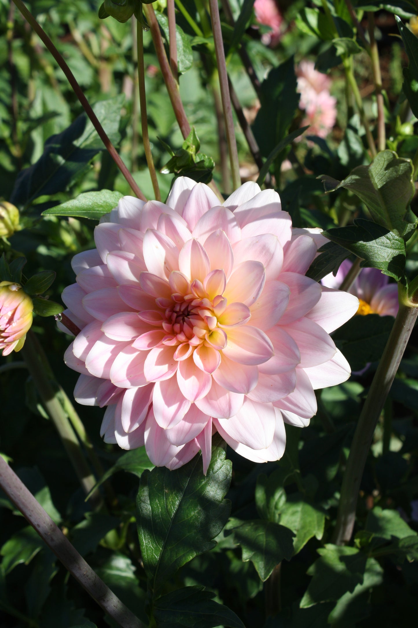 Gerrie Hoek Dahlia Tuber
