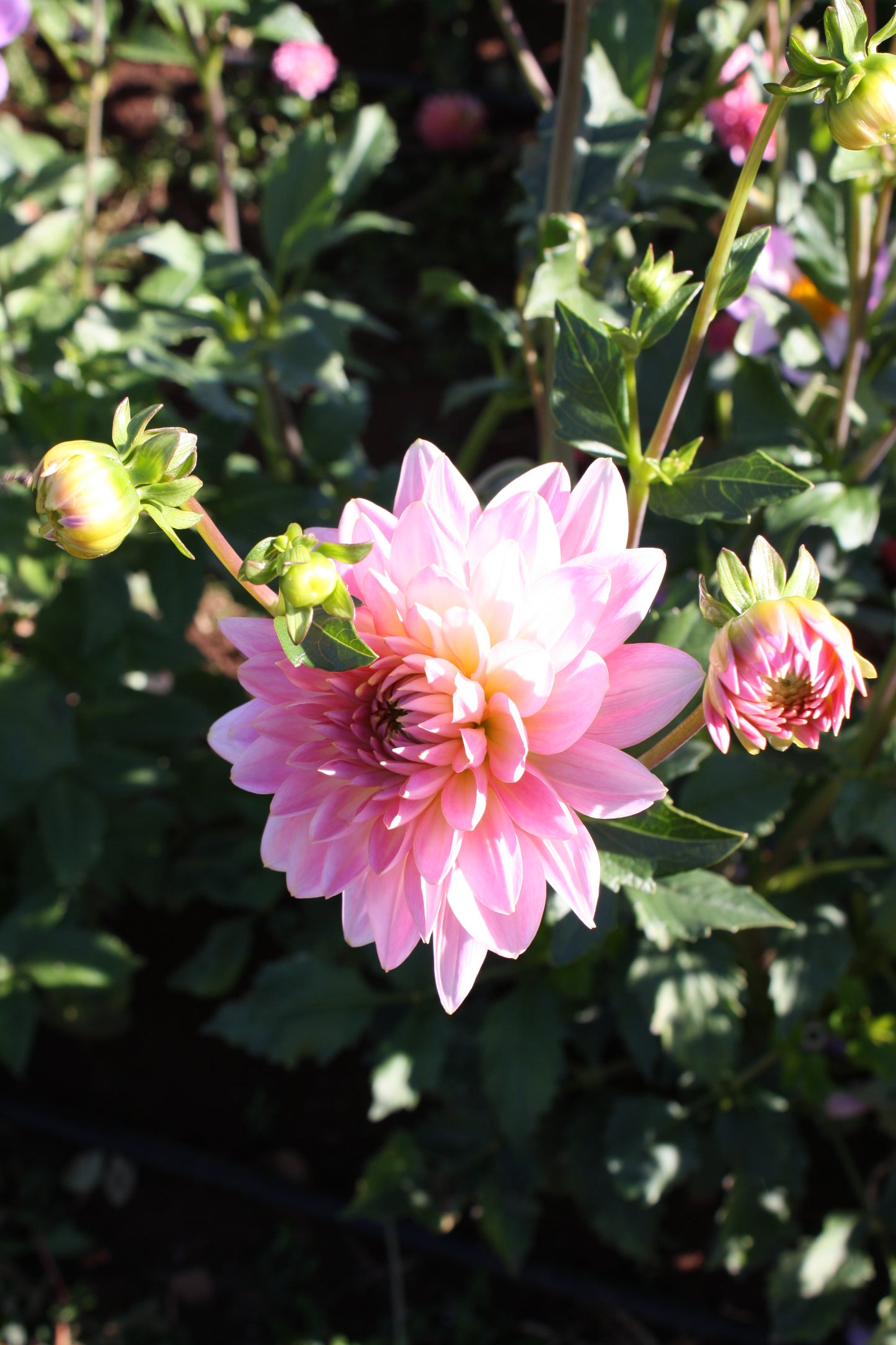 Gerrie Hoek Dahlia Tuber