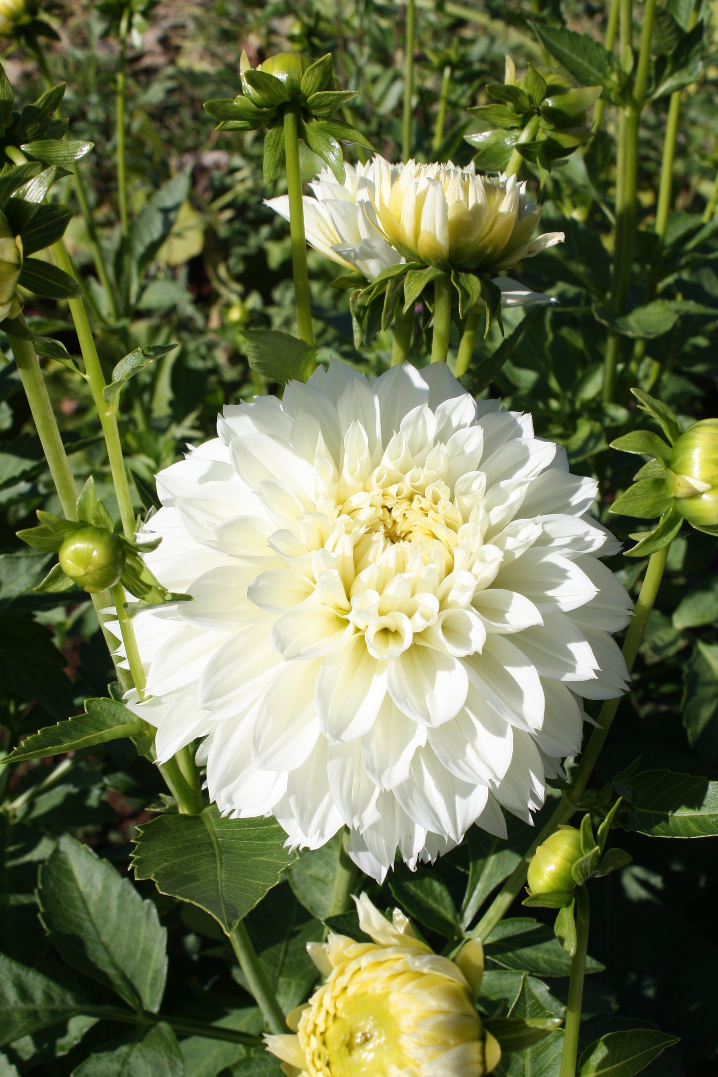Gitt's Attention Dahlia Tuber