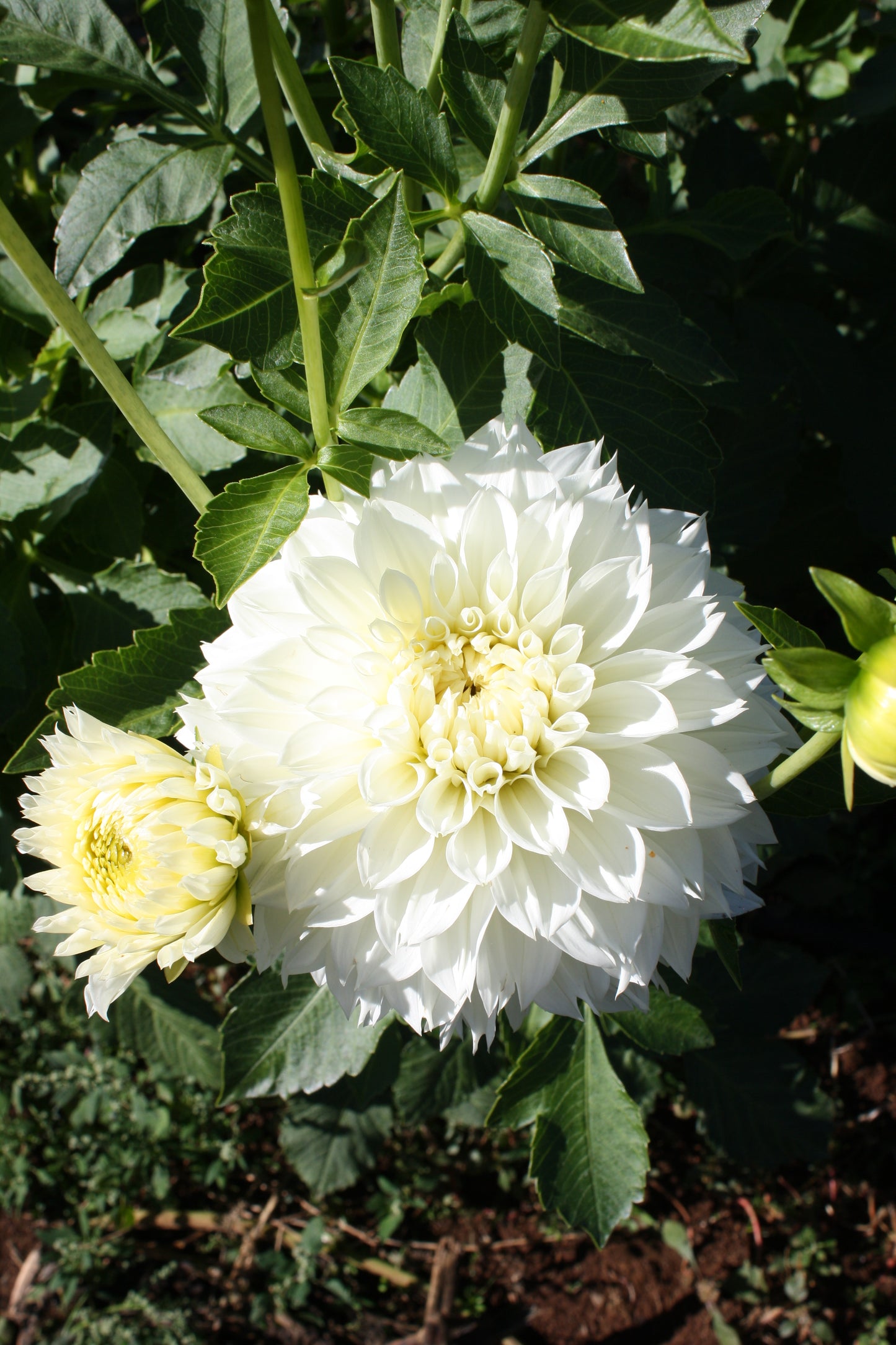 Gitt's Attention Dahlia Tuber