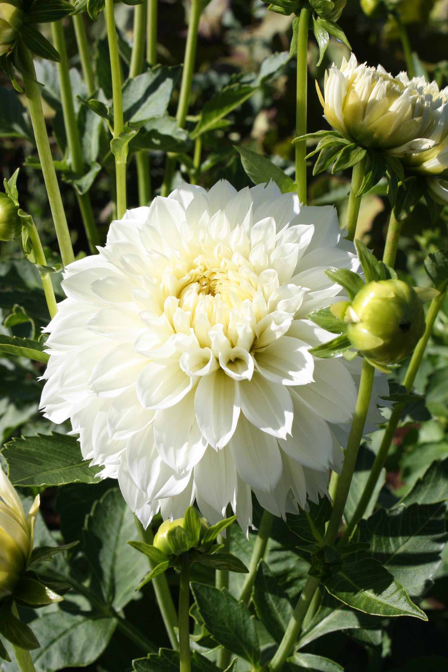 Gitt's Attention Dahlia Tuber