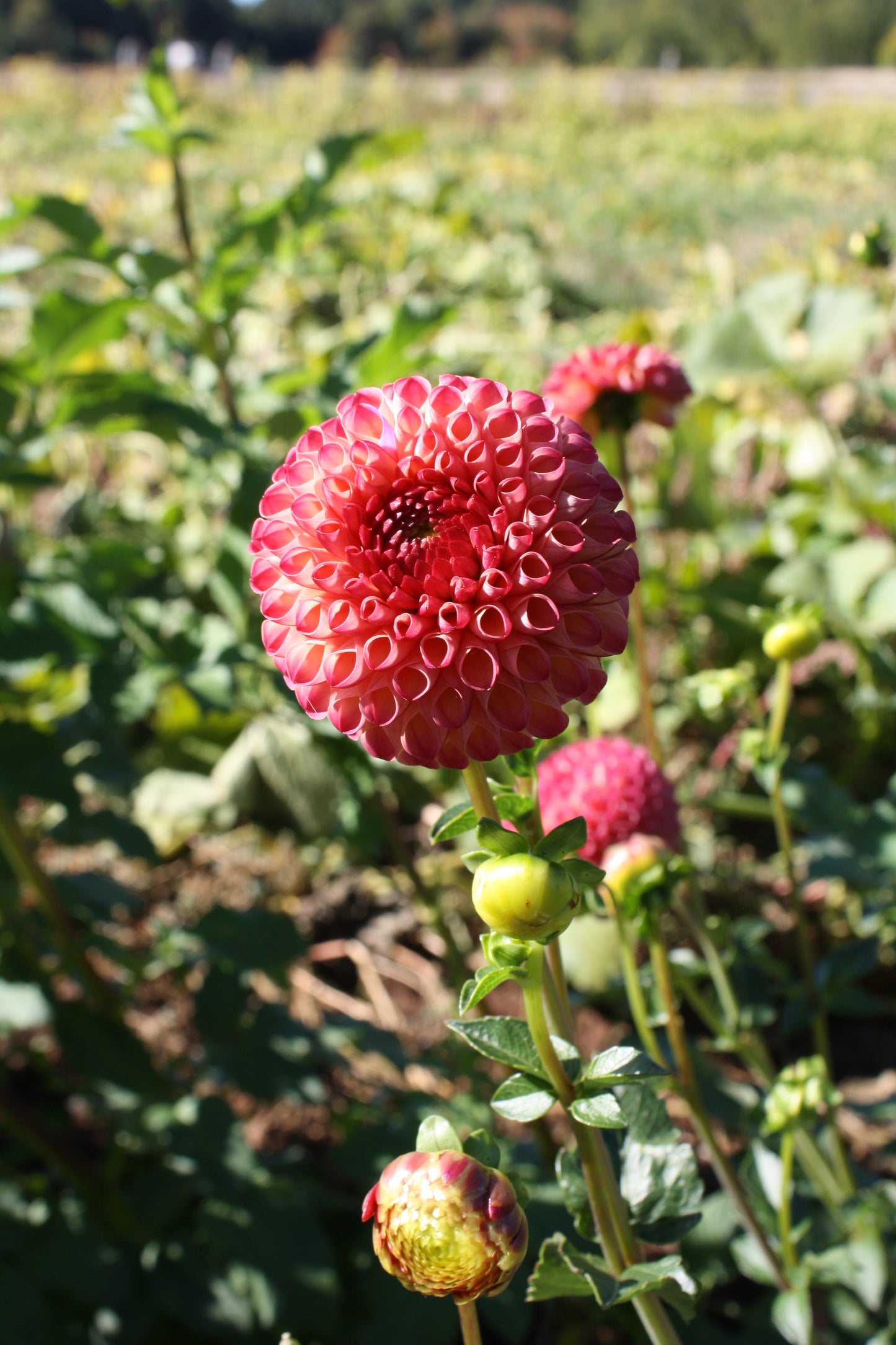 Burlesca Dahlia Tuber